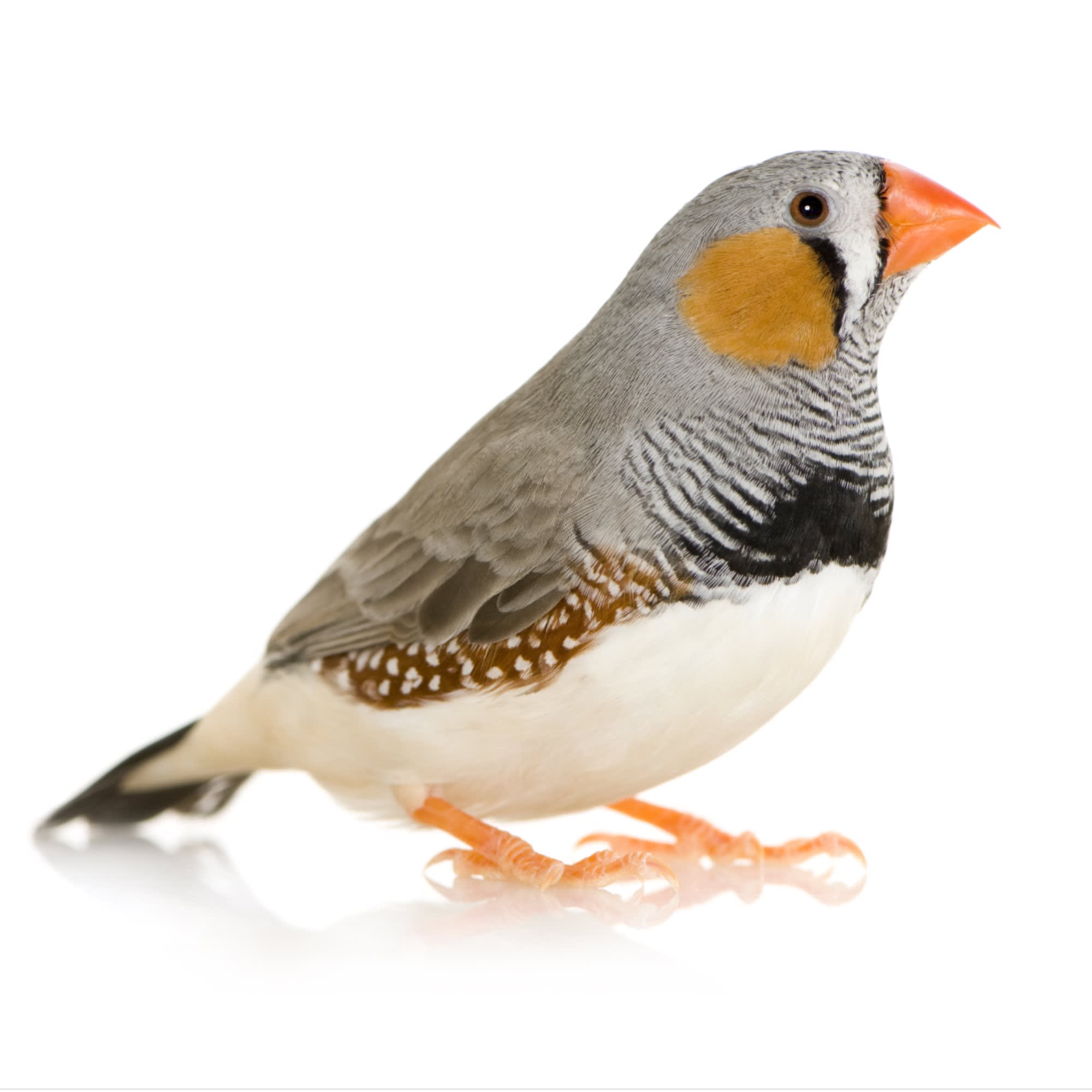 Zebra Finches for Sale, Taeniopygia guttata