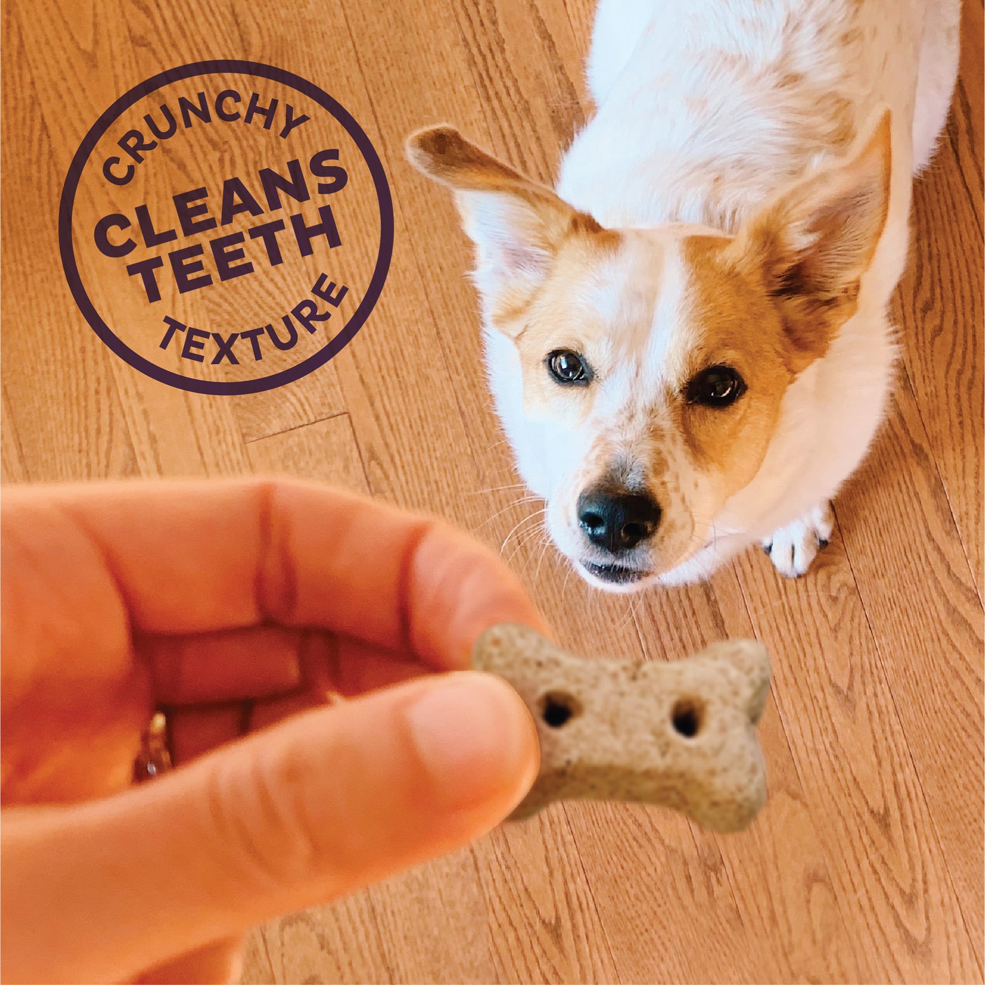Old mother hubbard mini dog biscuits online