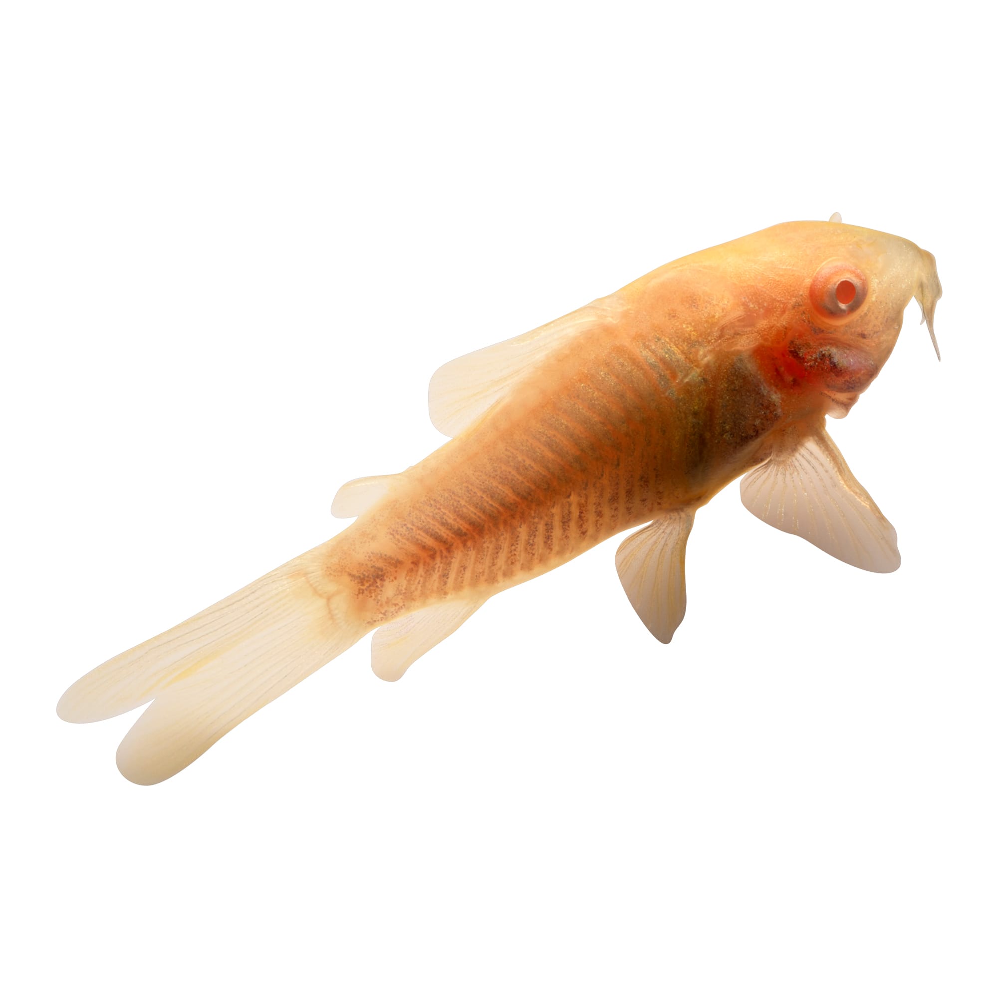 Albino Cory Catfish for Sale: Order Online