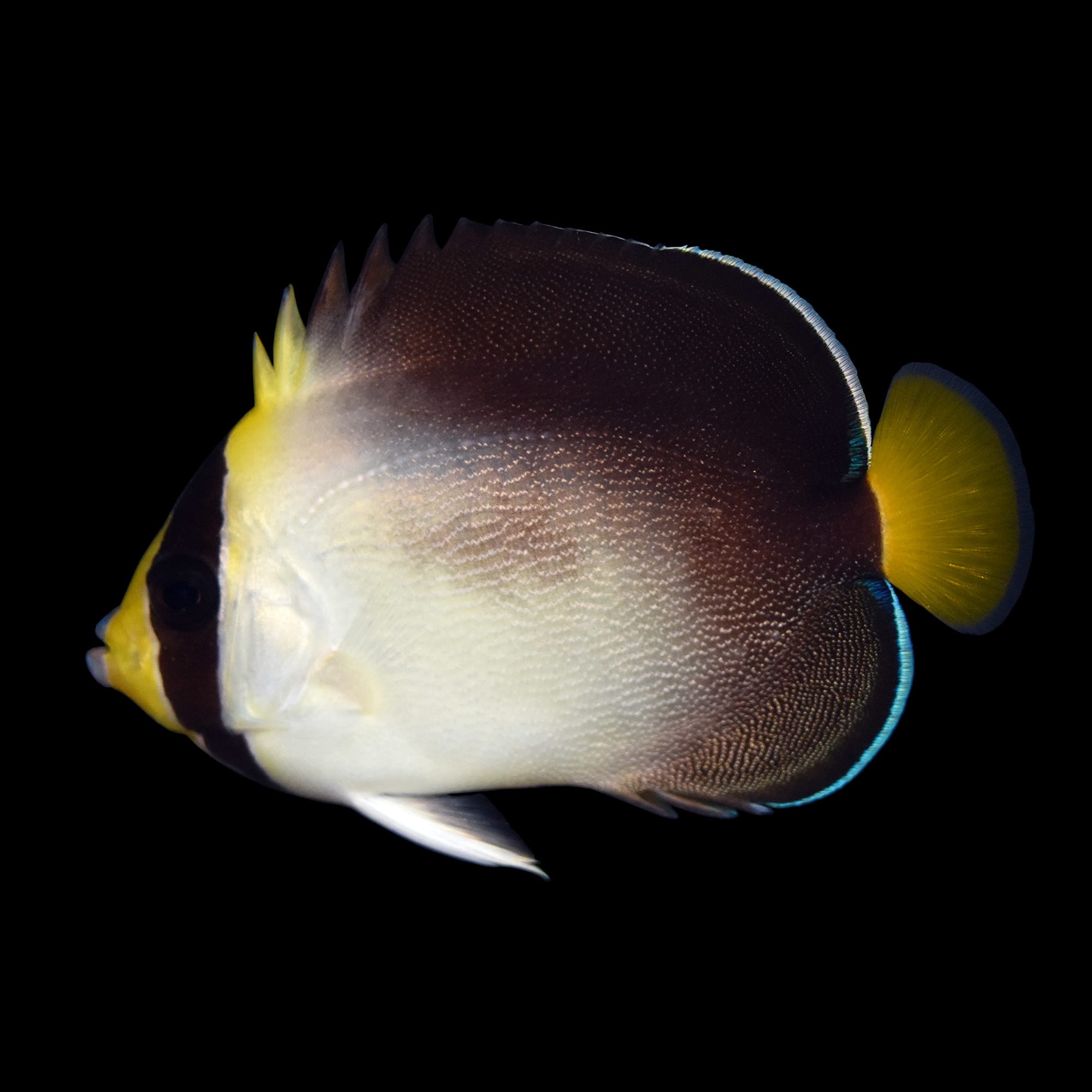 angelfish at petco