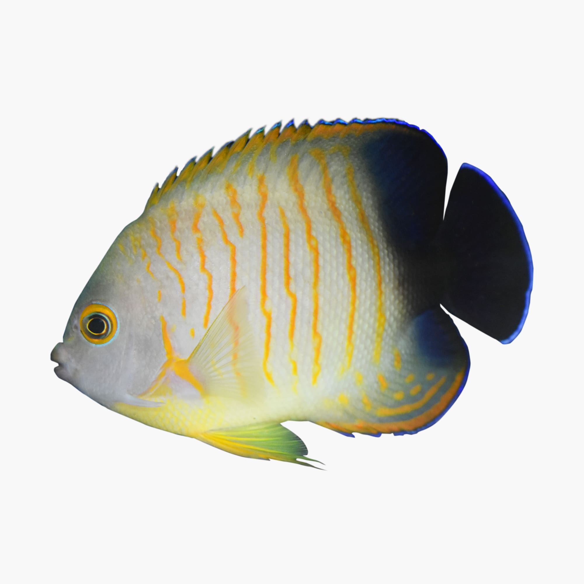 angelfish at petco
