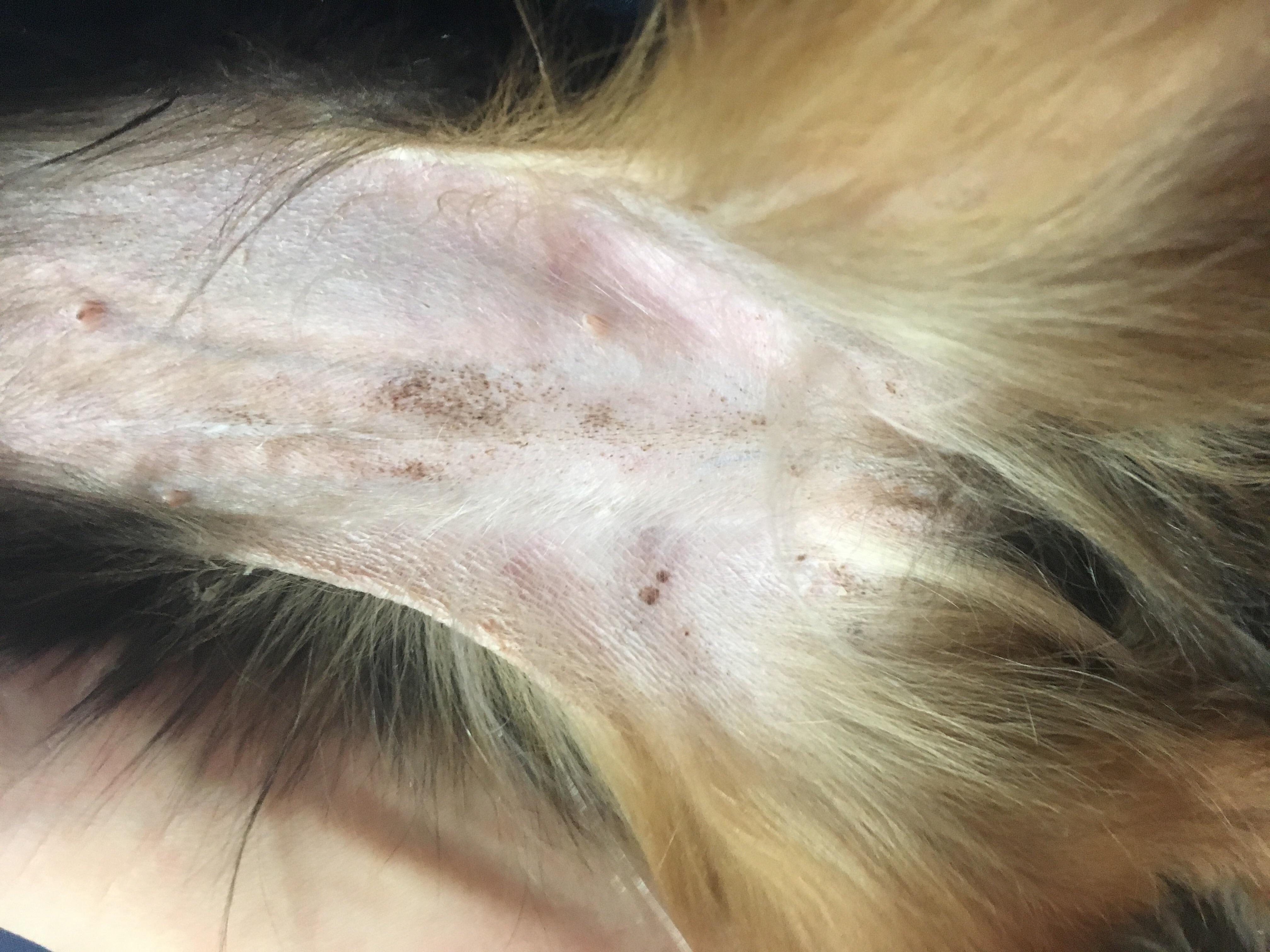 My dog has dry, dark skin around her vulva. What should I do? | Petco