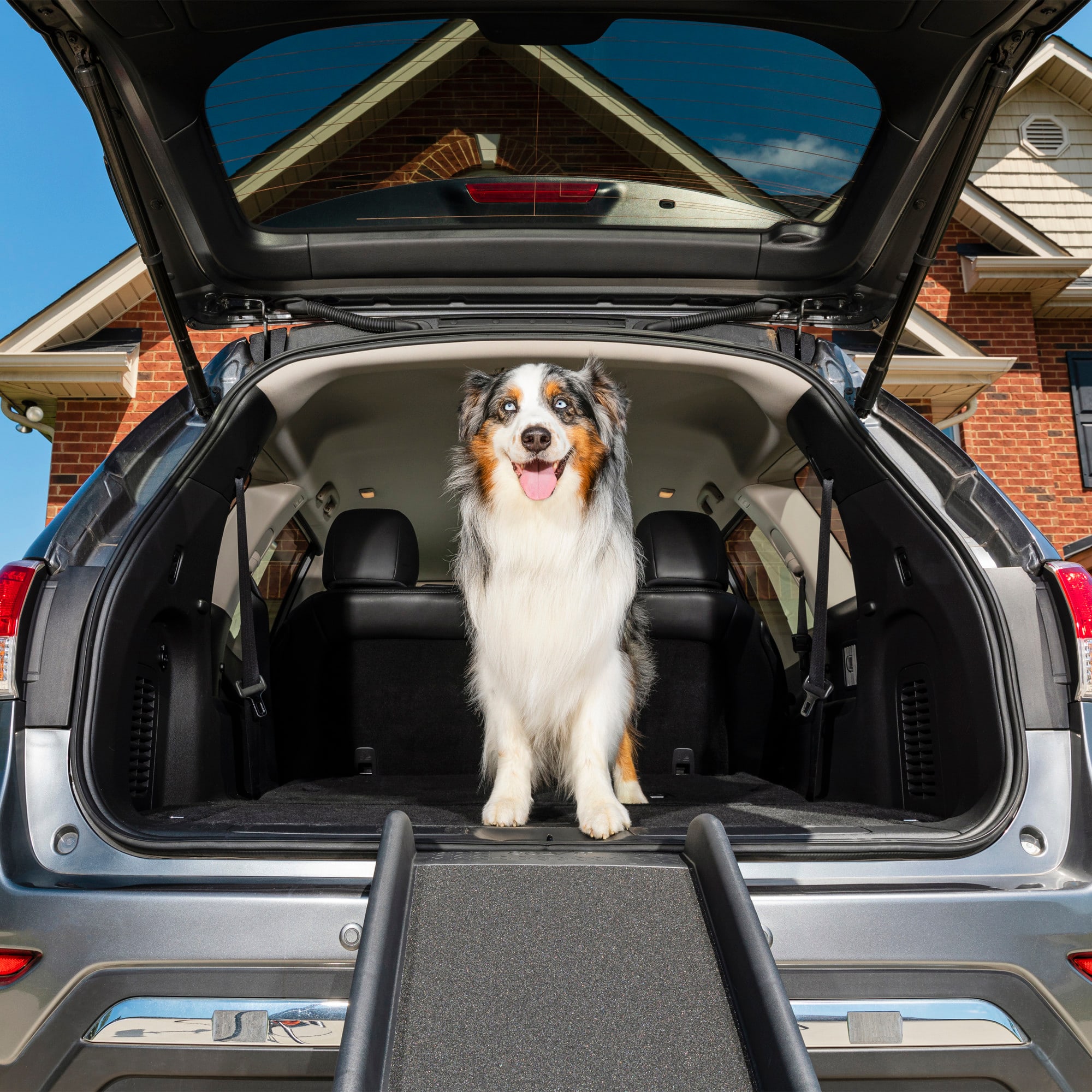 Dog ladders hotsell for cars