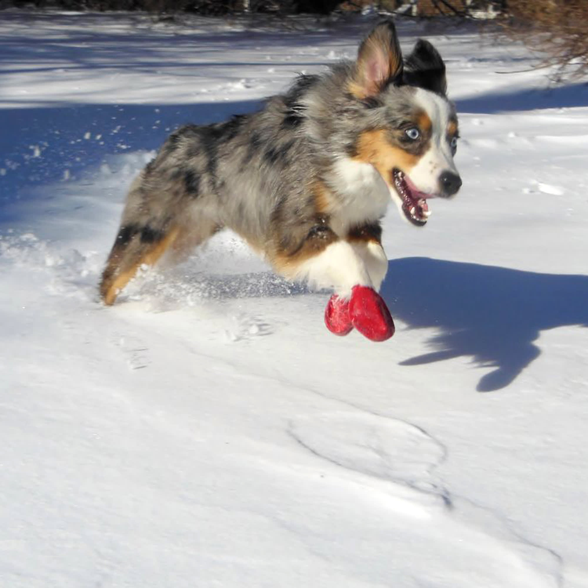 PAWZ Dog Boots Waterproof Dog Boots petco