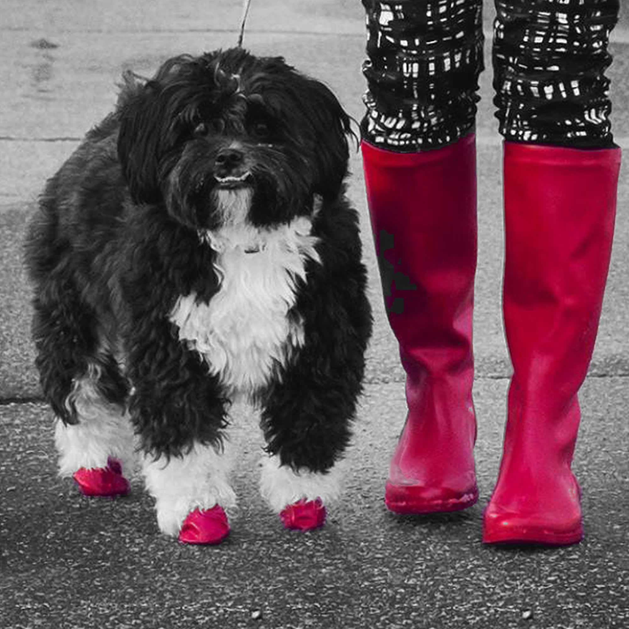 Petco Weatherized Dog Socks, Water Resistant with Rubberized Sole, Red,  Large