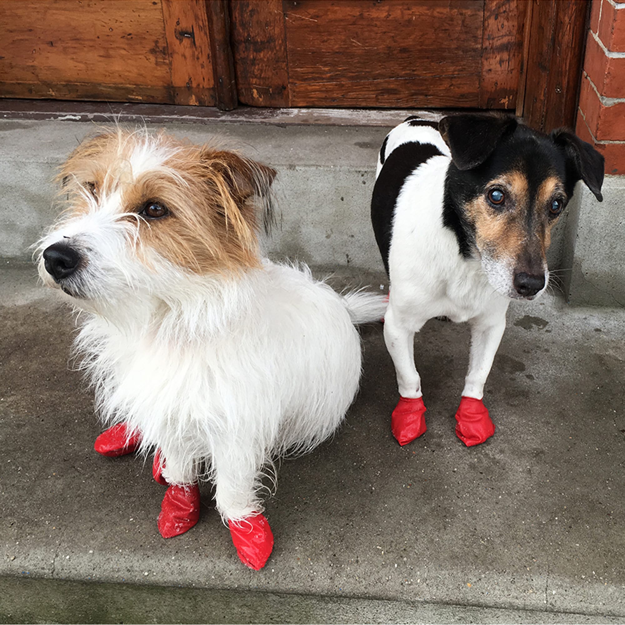 Dog rain hot sale boots petco