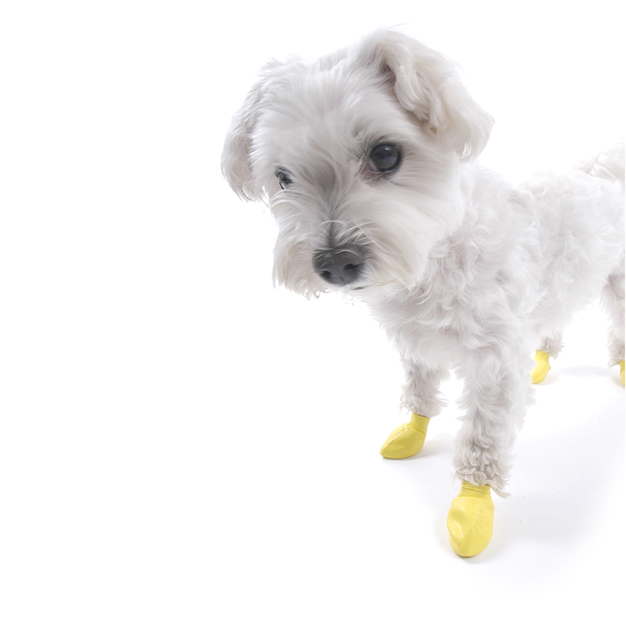 Pawz Disposable Dog Boots for Small Dogs from Golly Gear