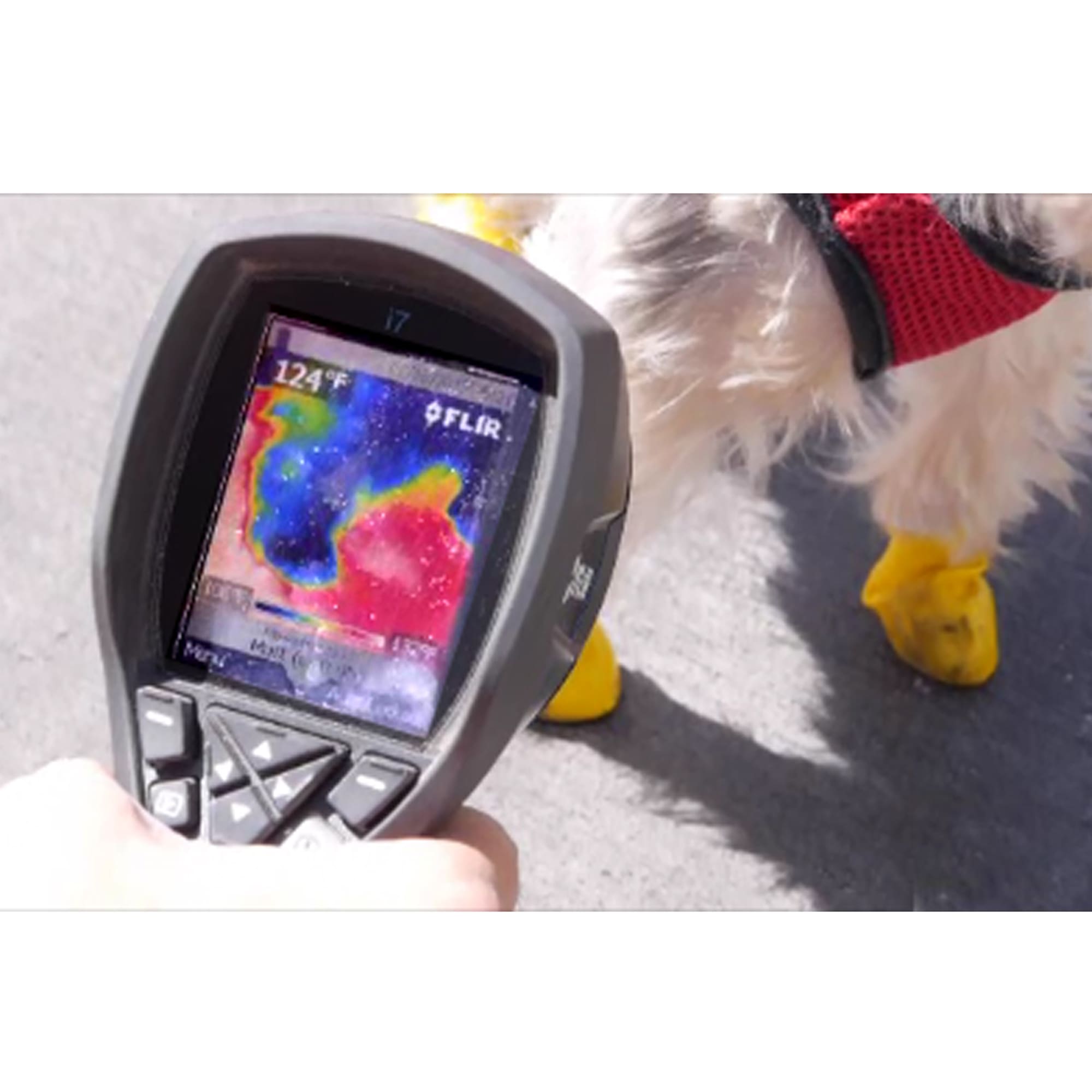 Petco pawz dog boots sale