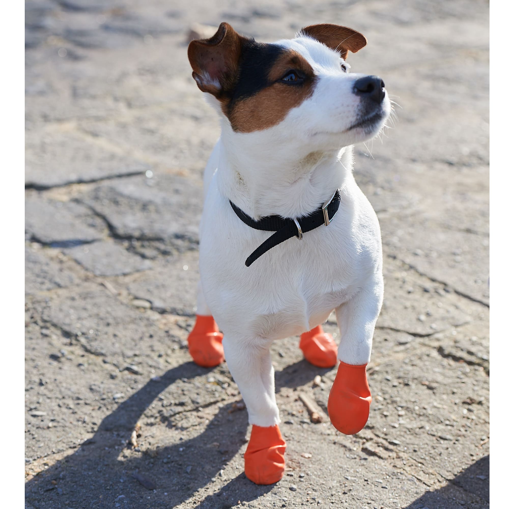 Dog balloon outlet boots