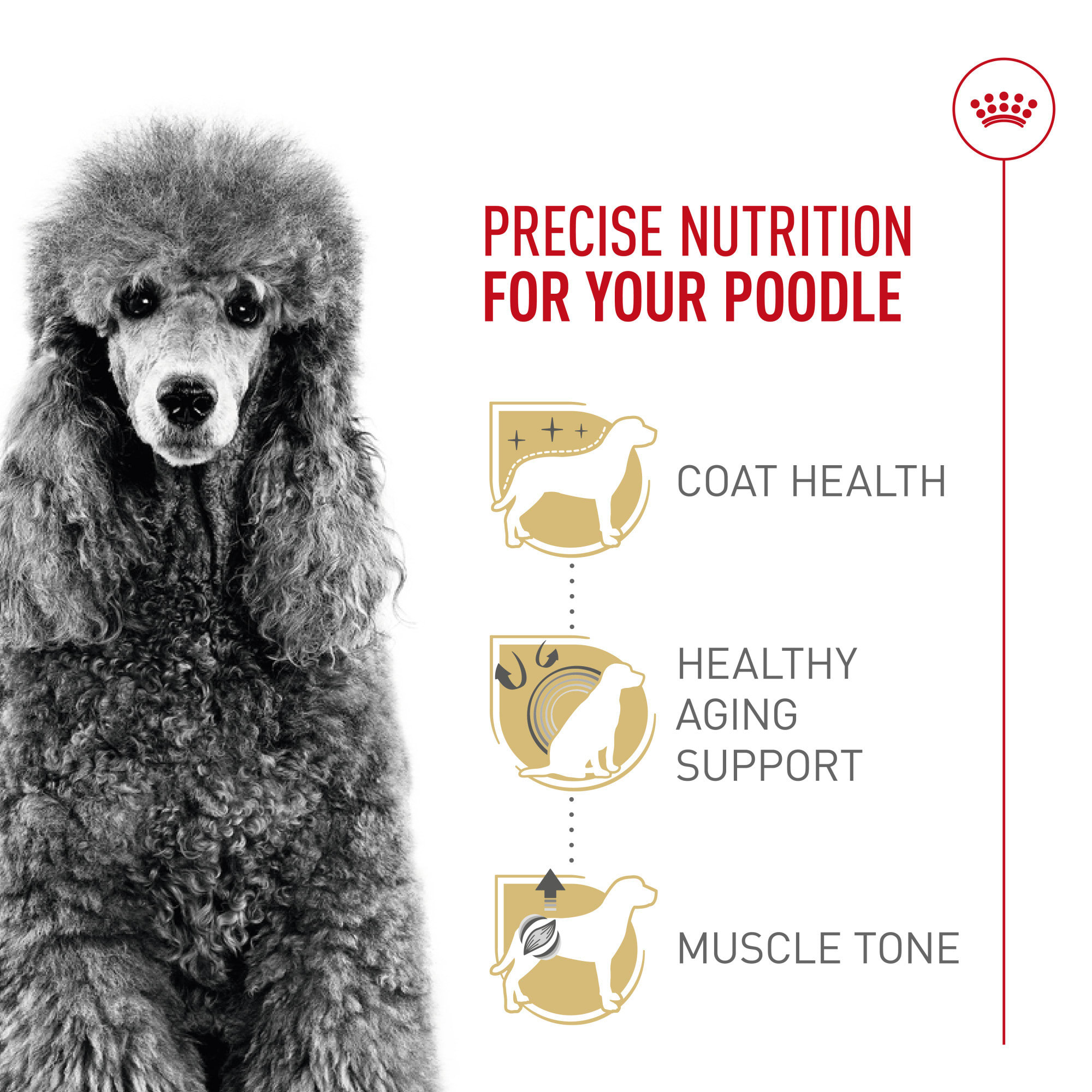 Royal Canin Breed Health Nutrition Poodle Adult Dry Dog Food, 10