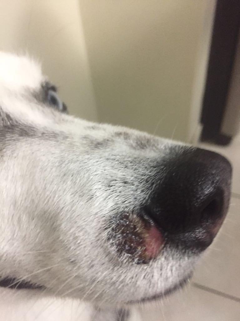 Weird spot on dog's nose getting worse? Time for a vet visit? | Petco