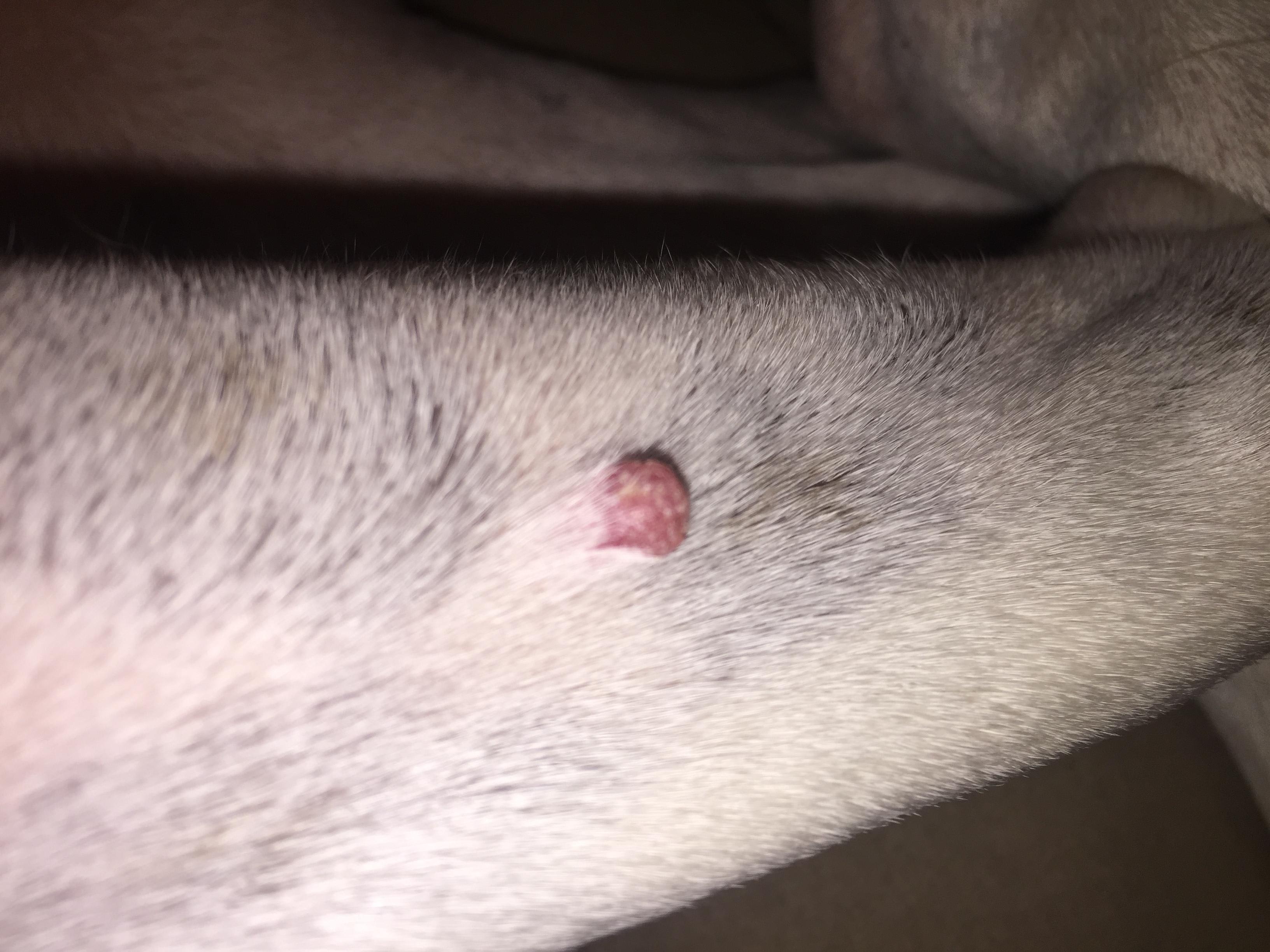 bright pink spot on skin after b12 injection in dogs Dog Has Pink Bump: Wart or Skin Tag? Should You Worry?