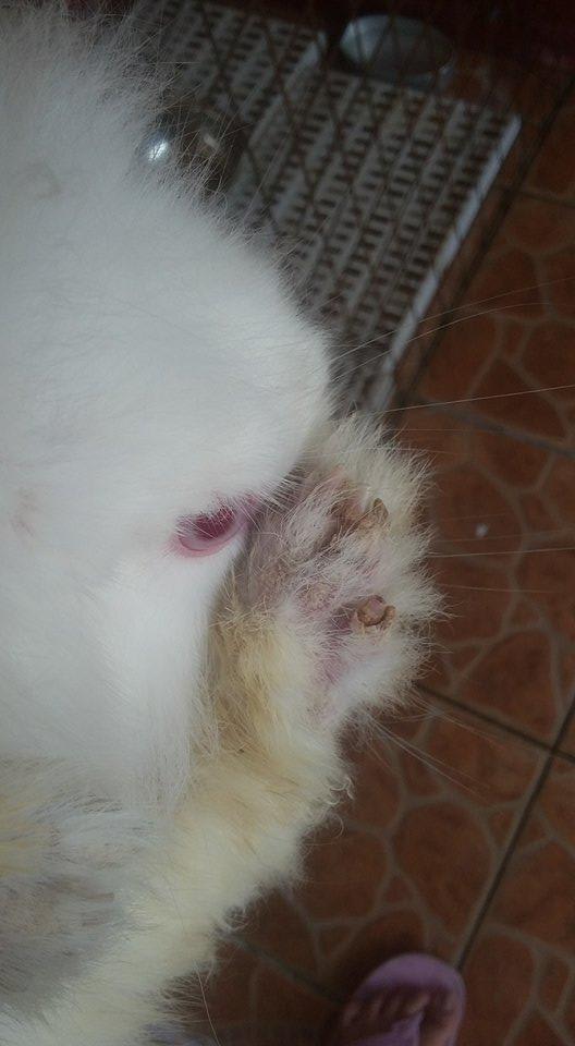 Why are my rabbit's ears and feet cracking? Mites or scabies? | Petco