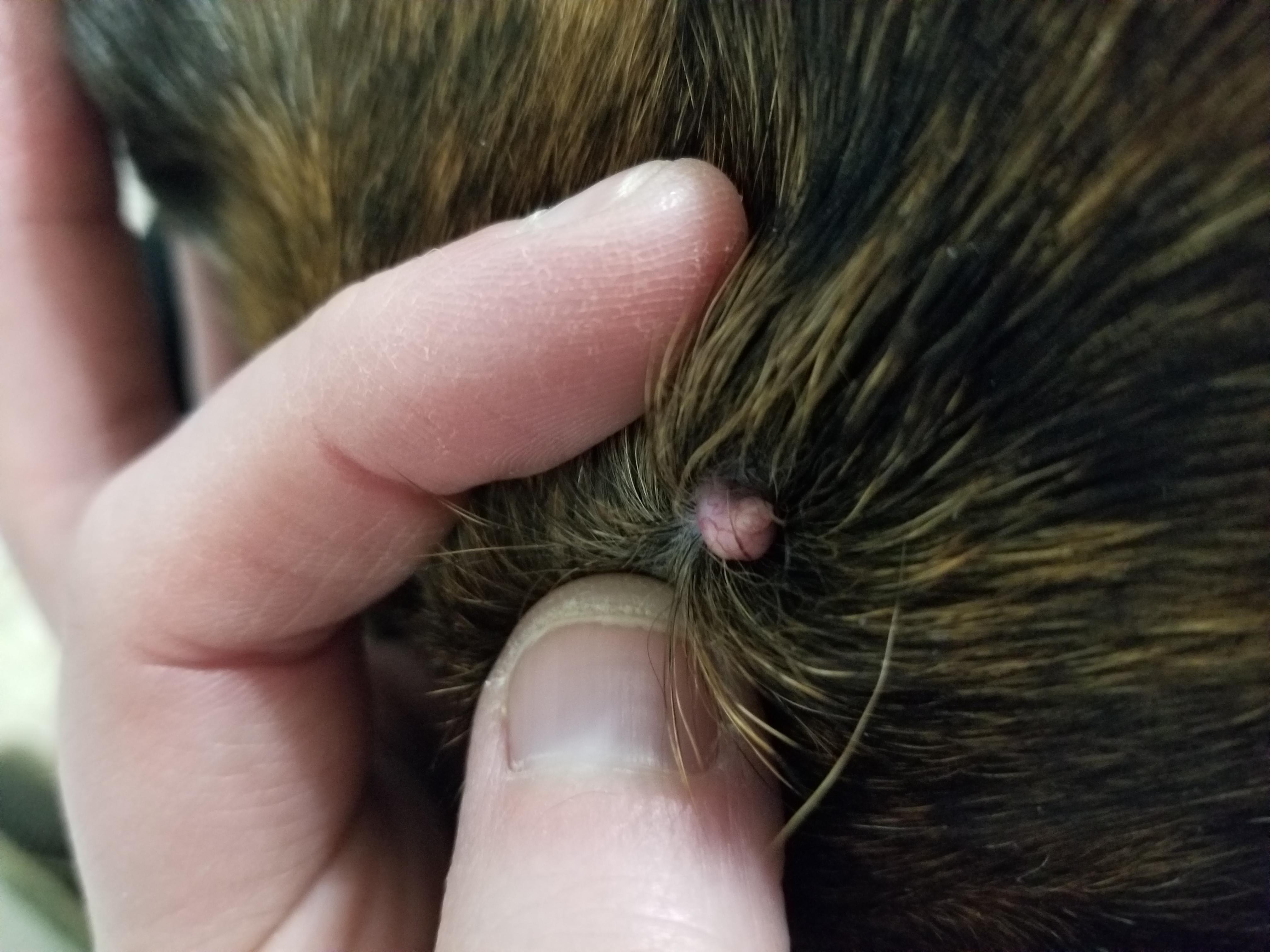 what-s-a-red-raised-lump-on-my-dog-s-neck-with-blood-vessels-petco