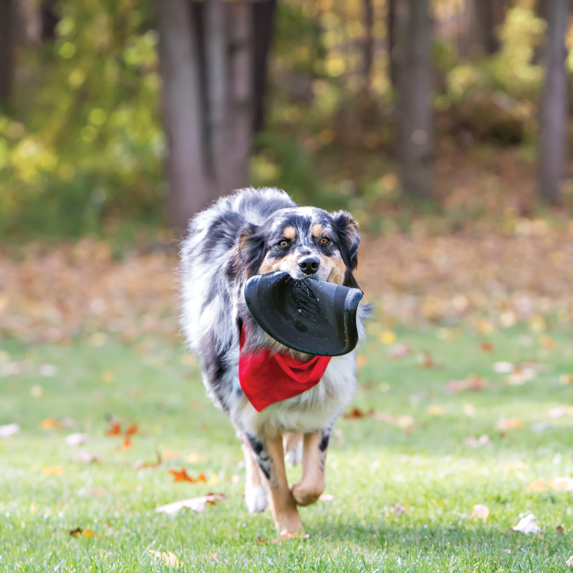 Petco deals kong frisbee