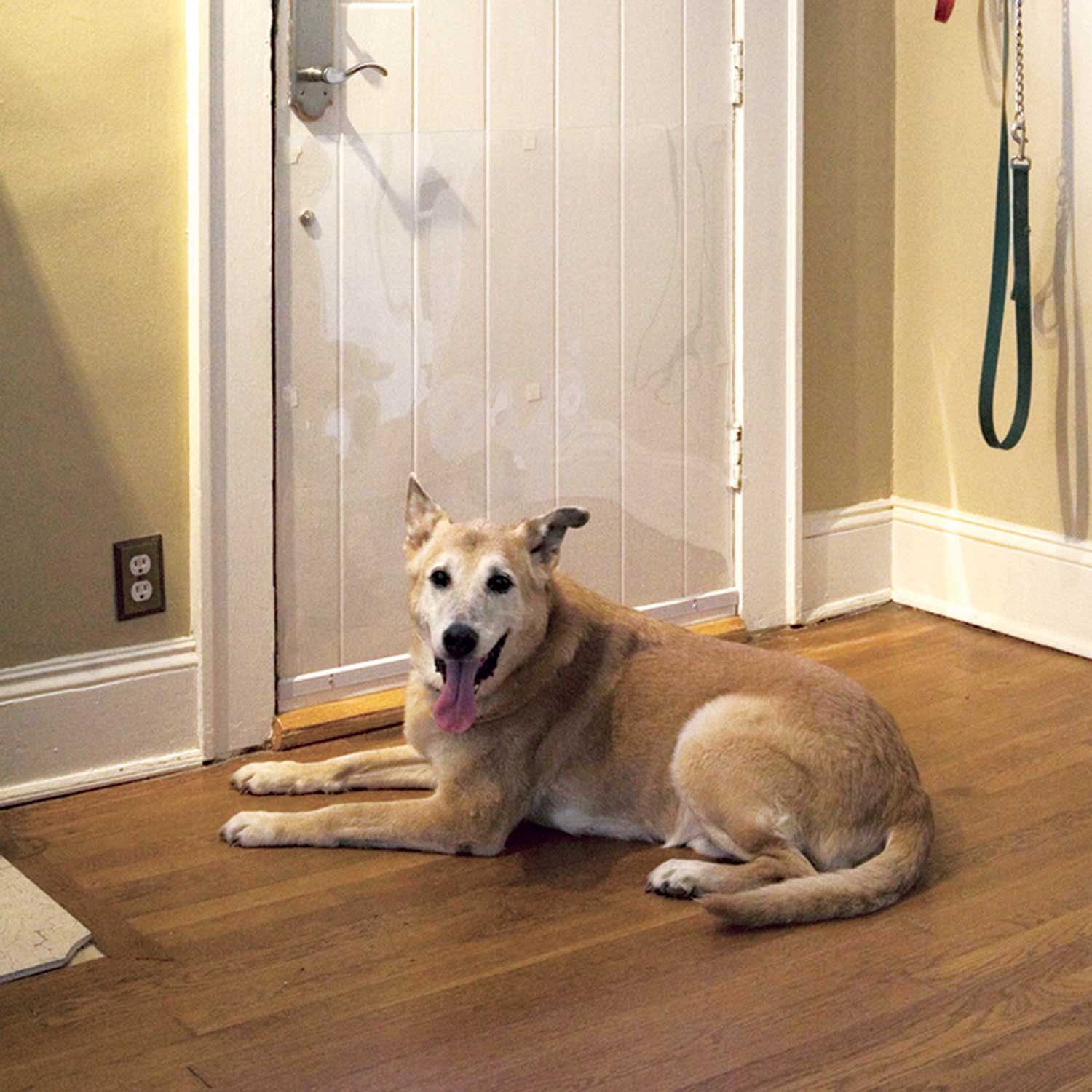 Protect glass door from dog scratches best sale