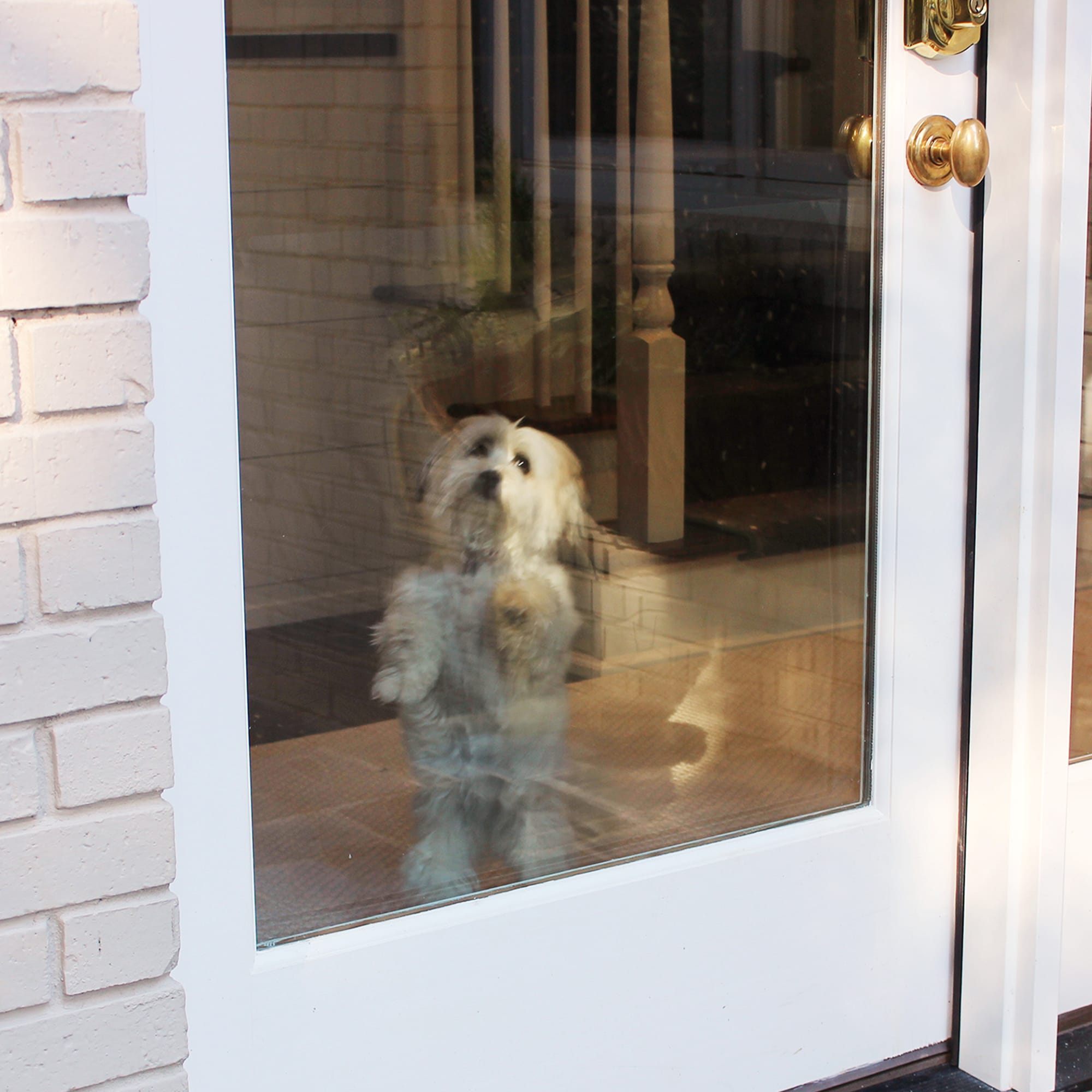 Cardinal Gates Clear Plastic Door Shield Scratch Protector from Petco