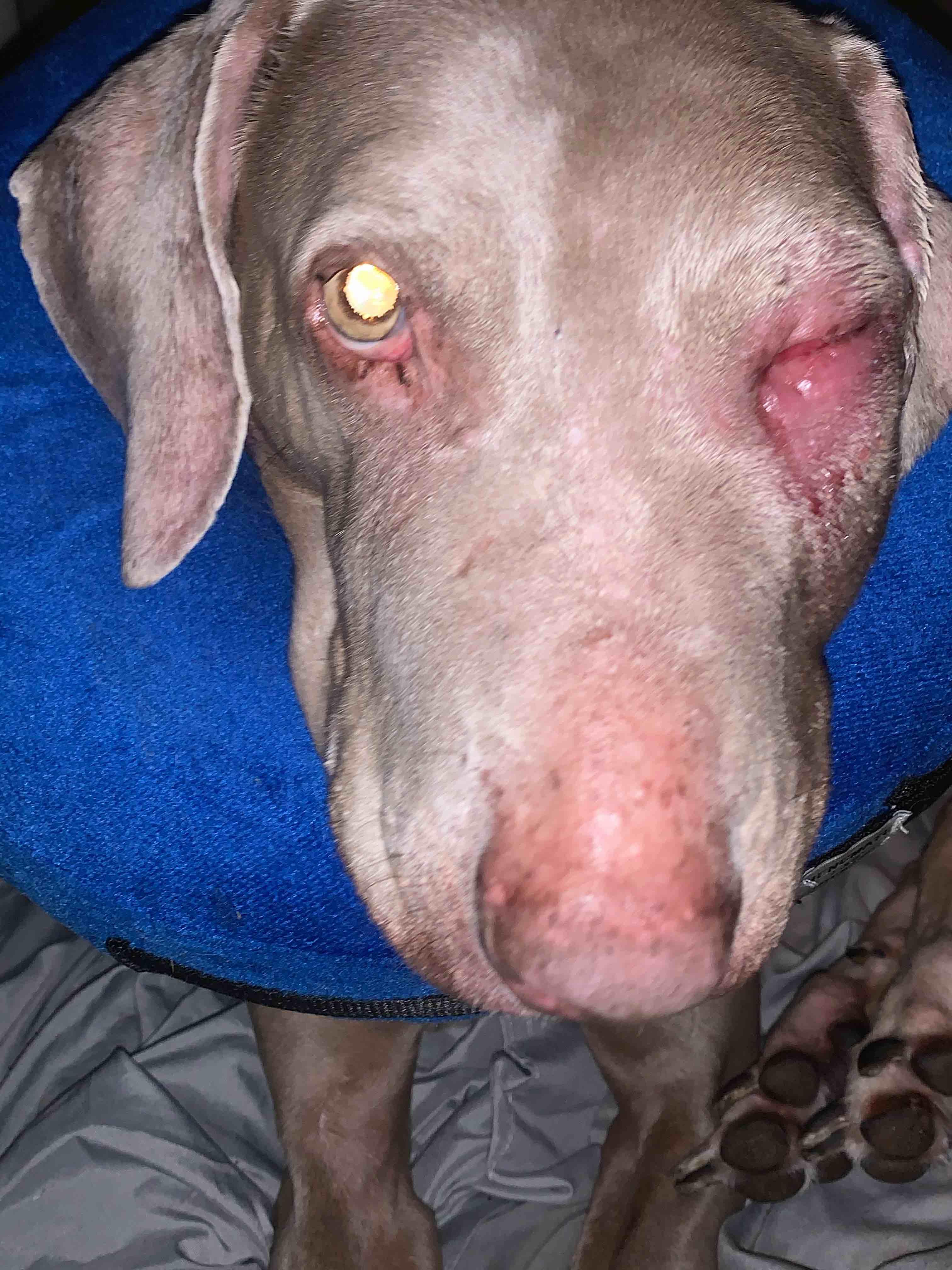 Dog Eye Injury: Still Swollen on Meds? When to Call Vet | Petco