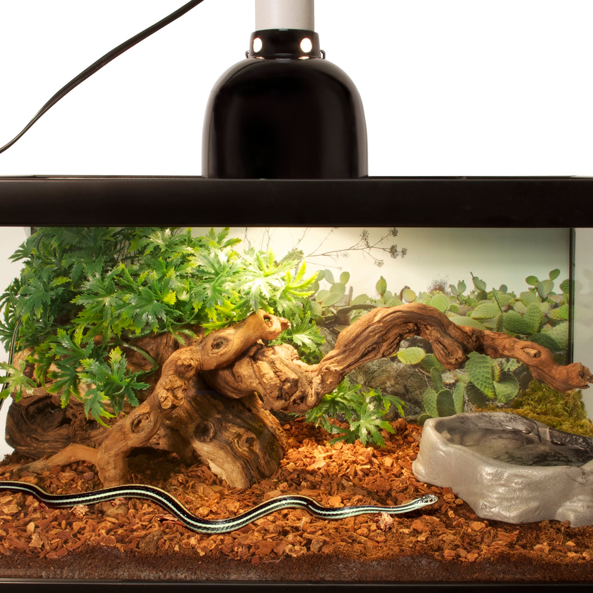 Petco reptile bedding best sale