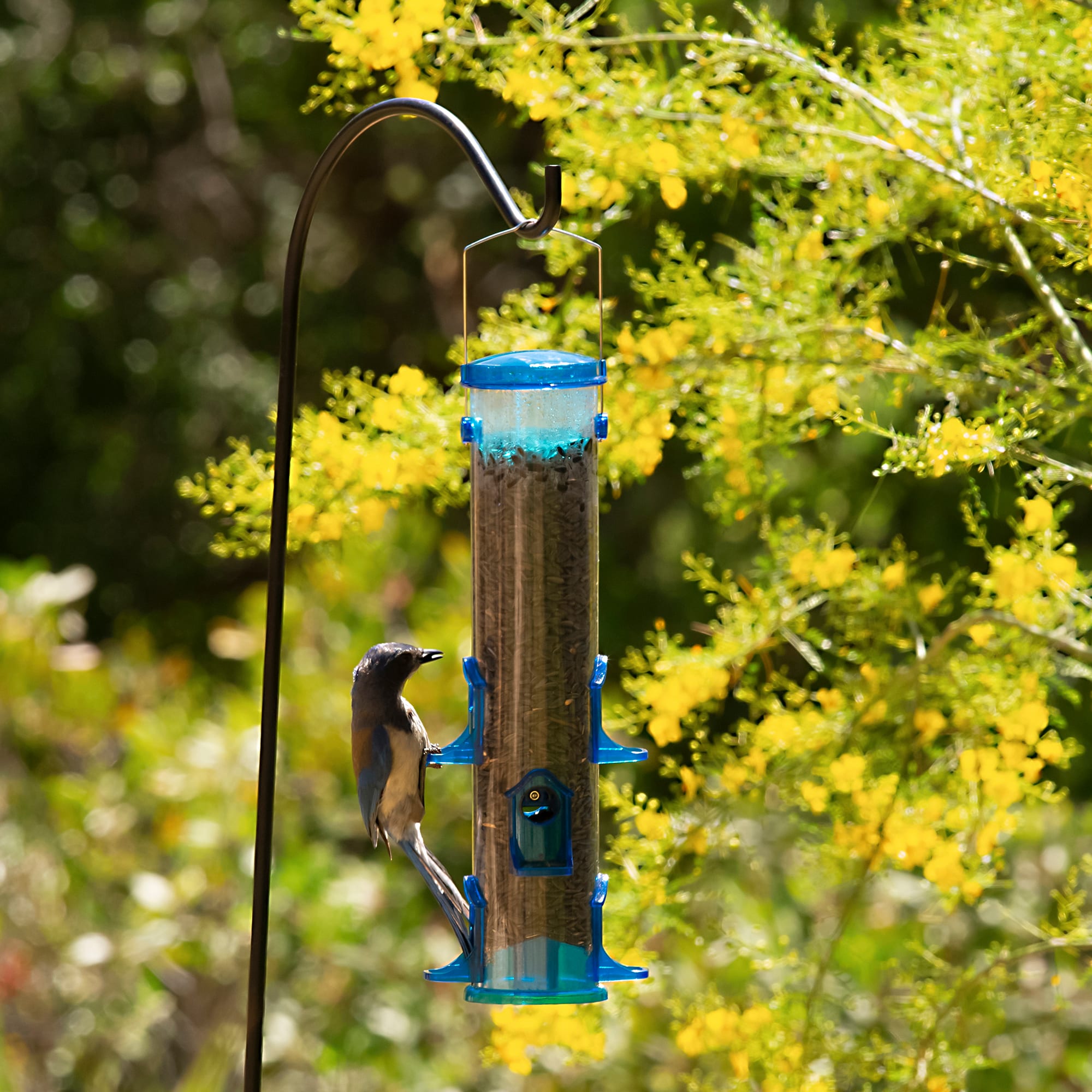 More Birds Jumbo Seed Songbird Tube Feeder | Petco