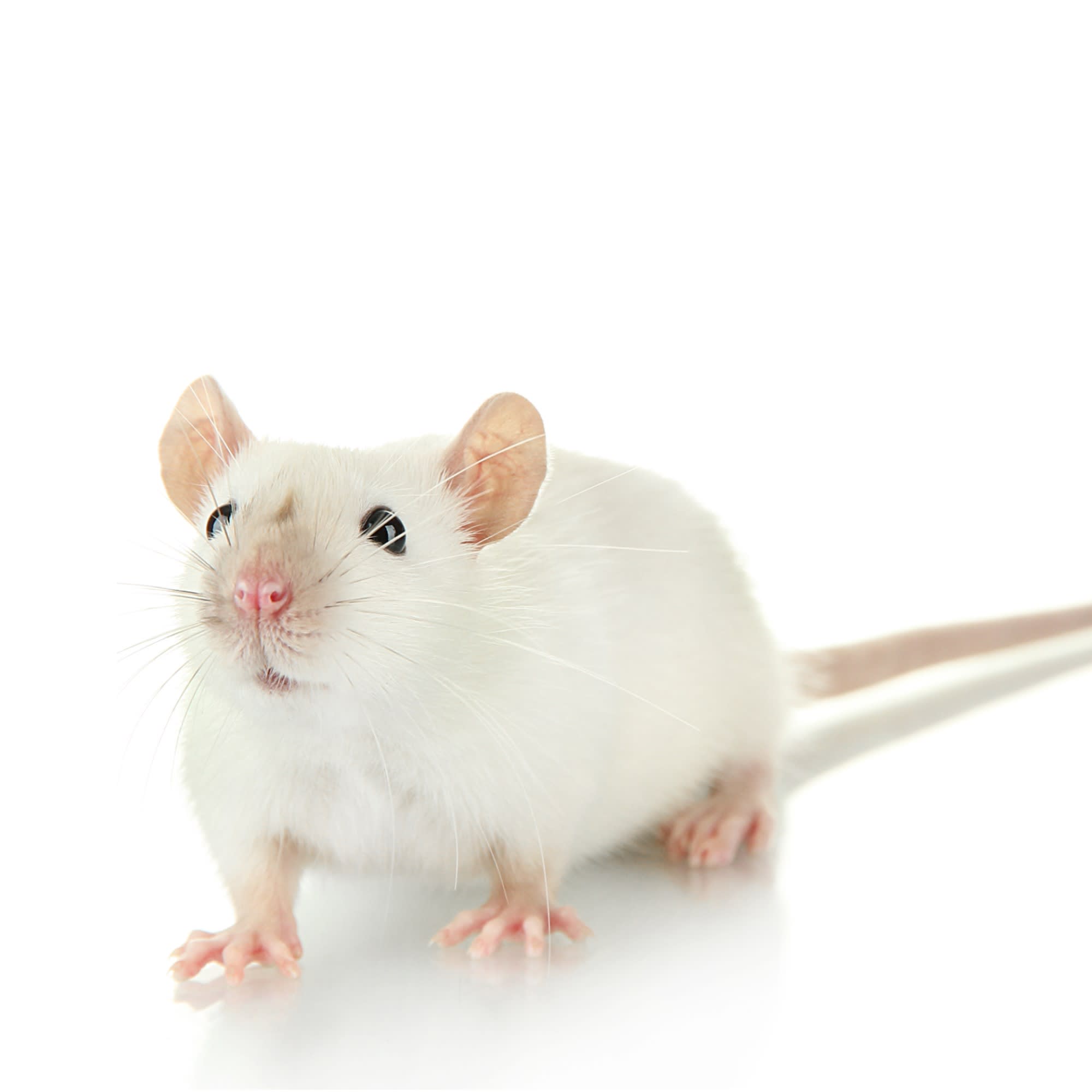 Mice for Sale | Mus musculus | Petco