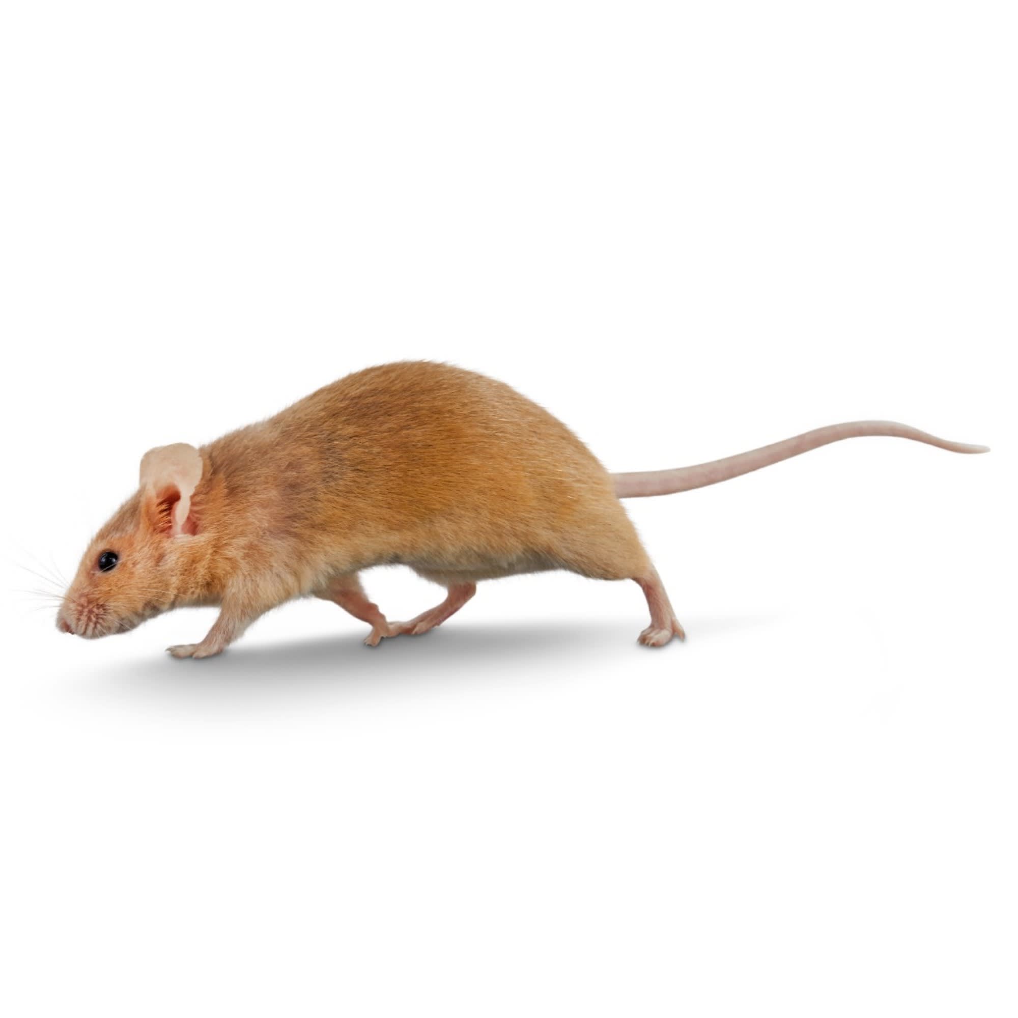 Where can i buy sale a pet mouse near me