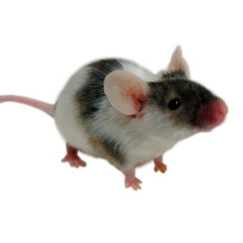 pet shop mice