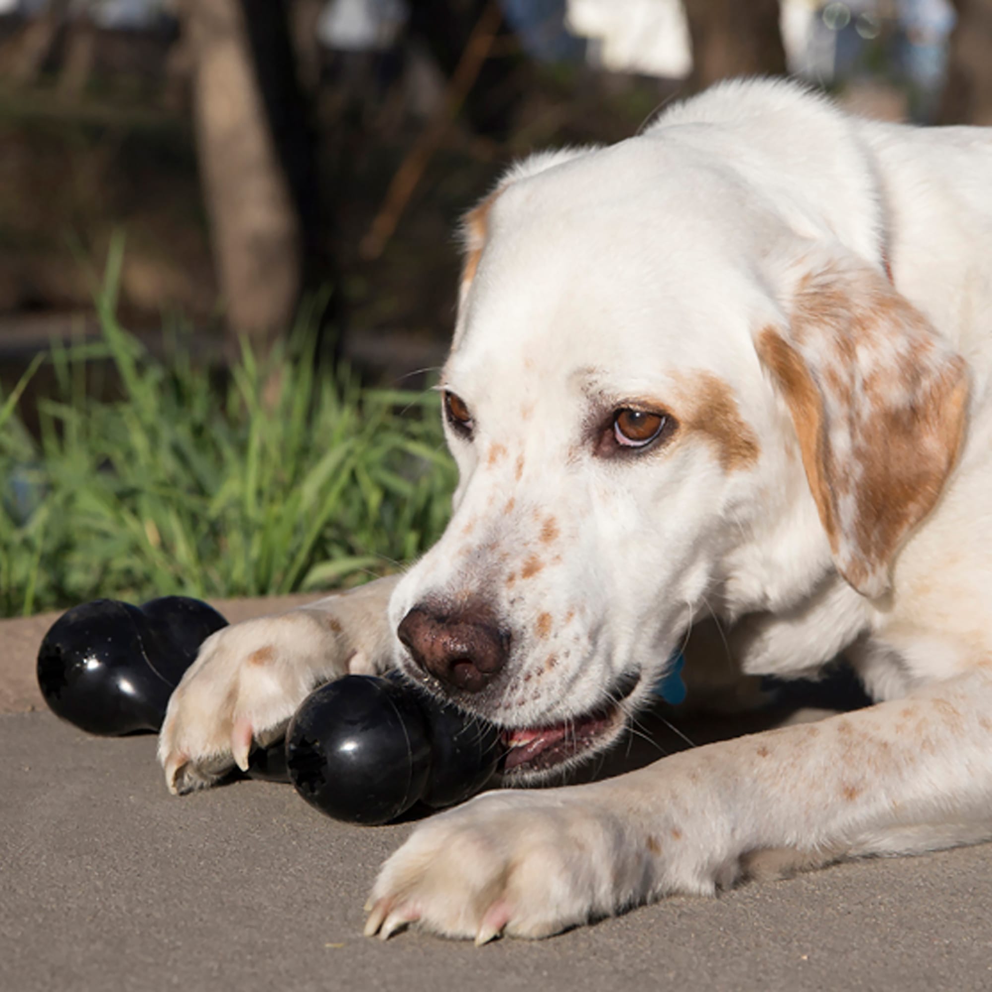 KONG Puppy Goodie Bone Kong Treat Toy S Y200330 From Shanye10, $13.79