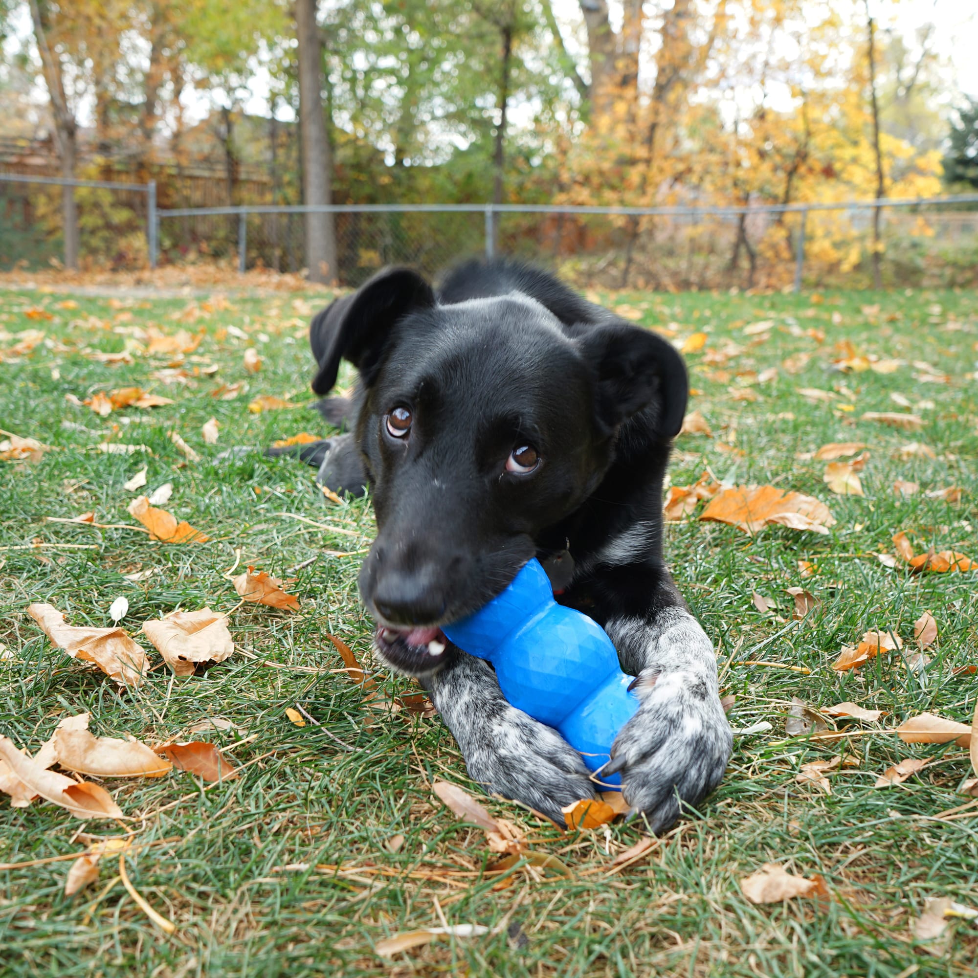genius dog toys