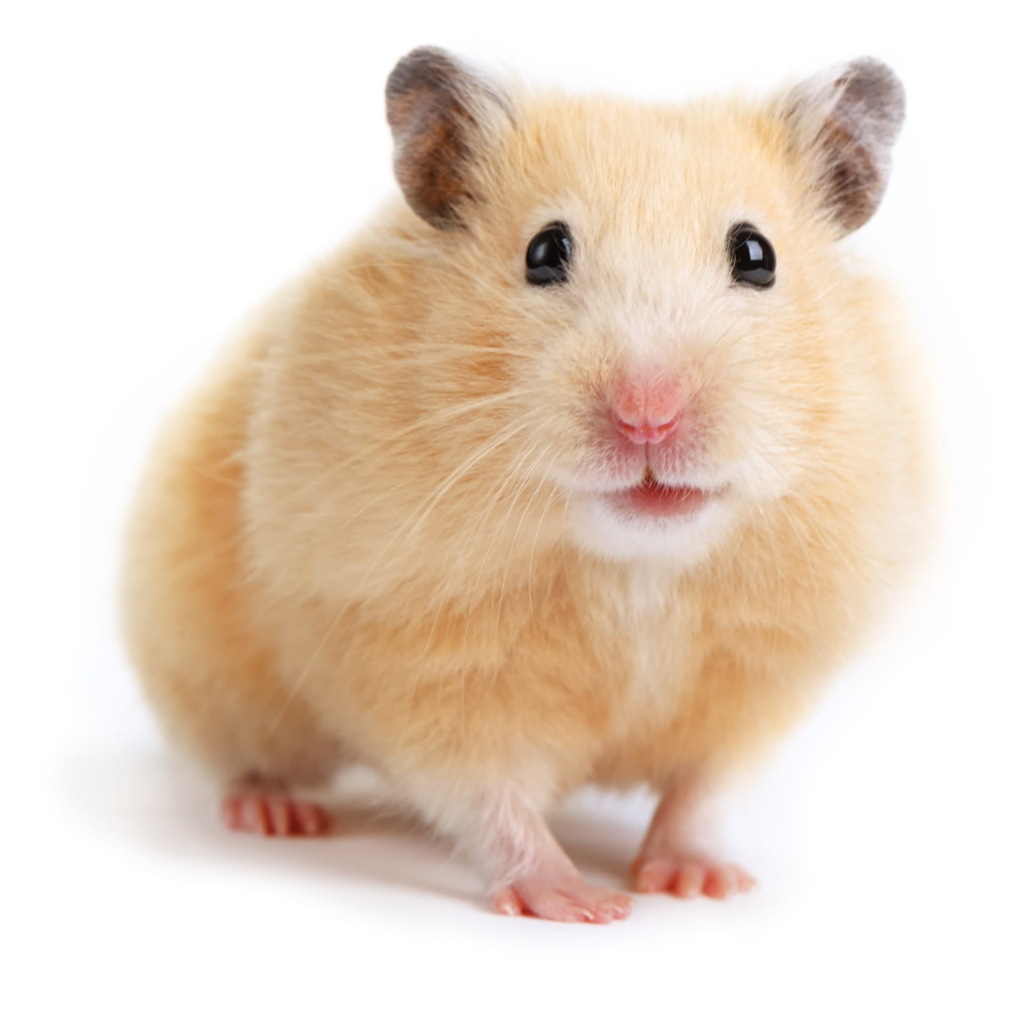 Syrian or Golden Hamster Care : Syrian or Golden Hamster Life Span