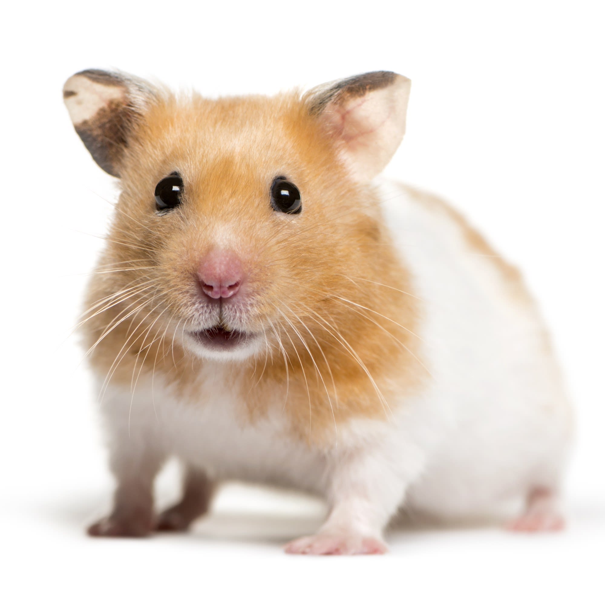 spade stopverf Pakket Syrian Hamster (Mesocricetus auratus) | Petco