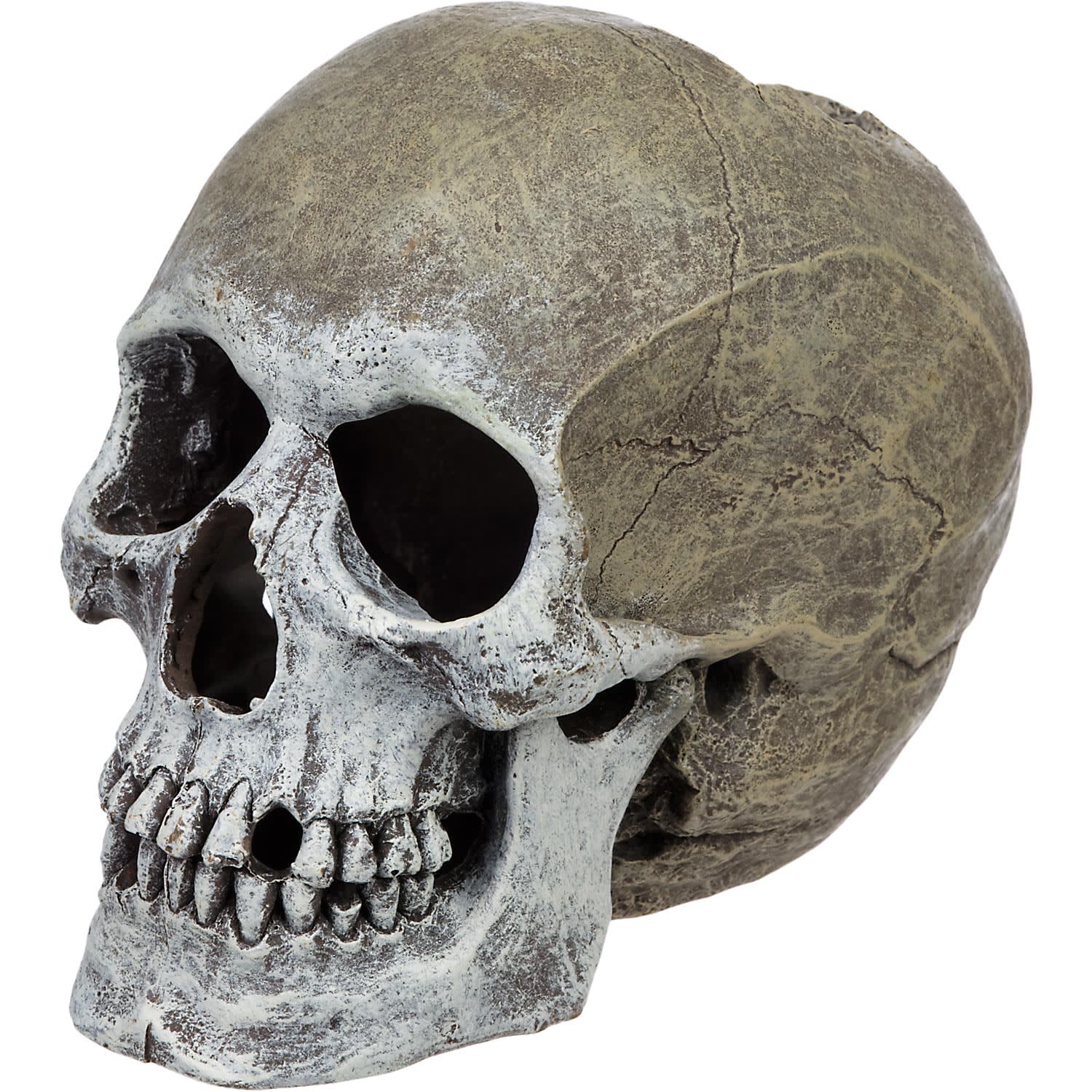 Life like Human Skull Resin Ornament