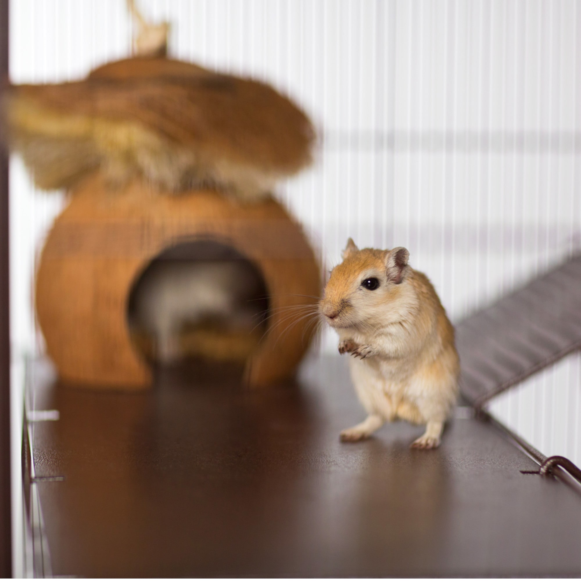 Petco deals rat cage