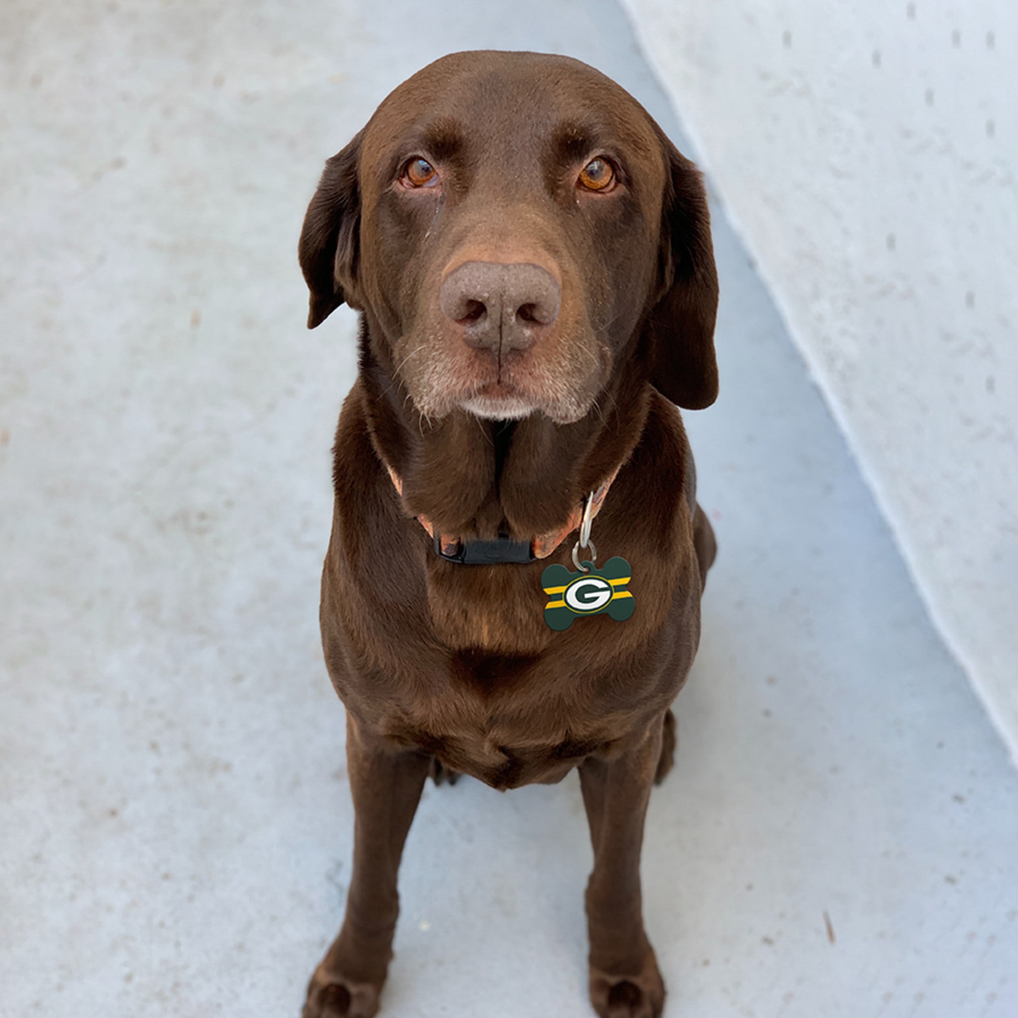 Packers store dog tag