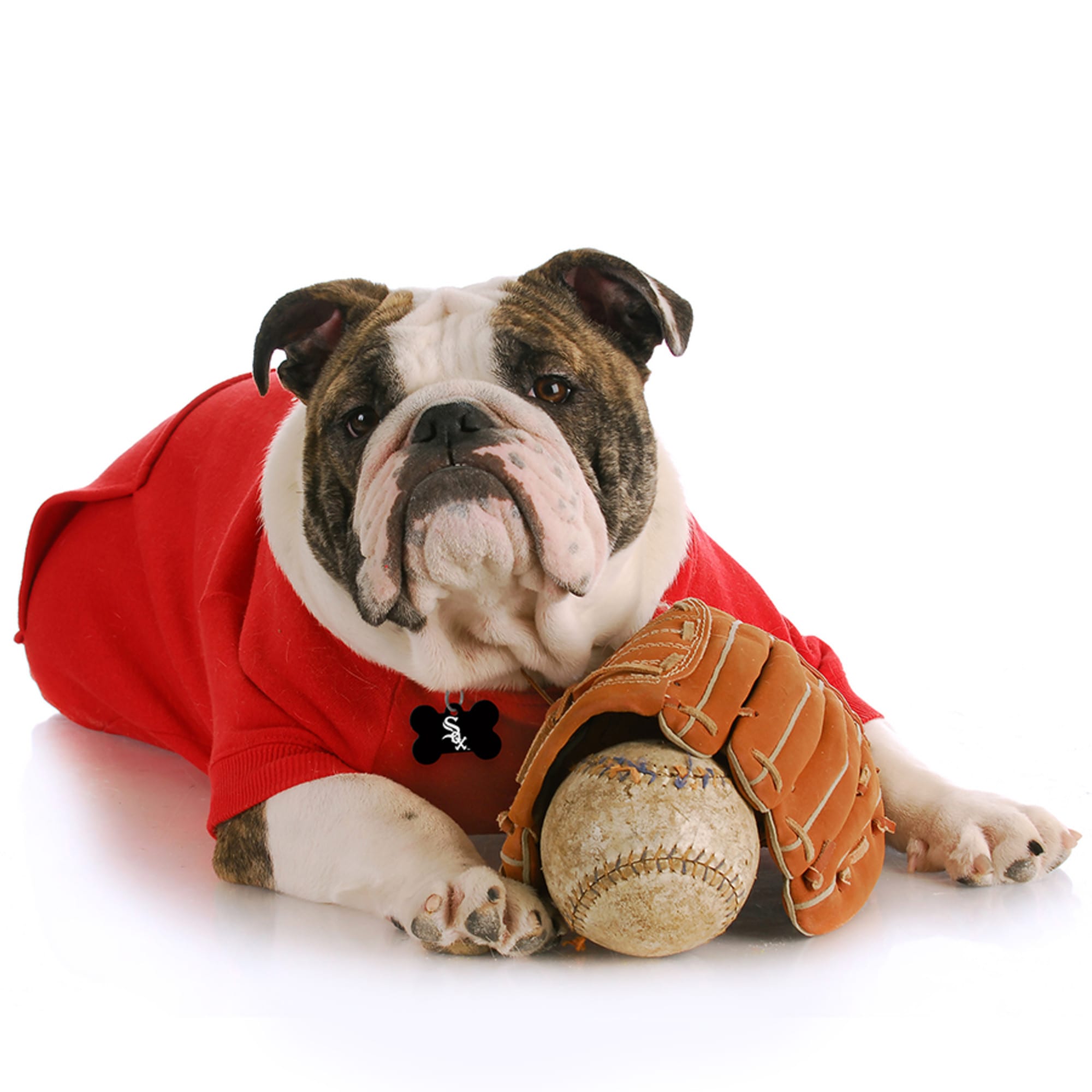 Chicago White Sox  Pet Products at Discount Pet Deals