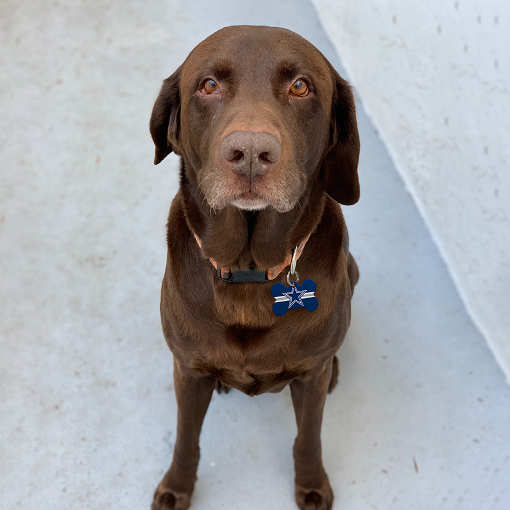 Dallas cowboys dog tag sales