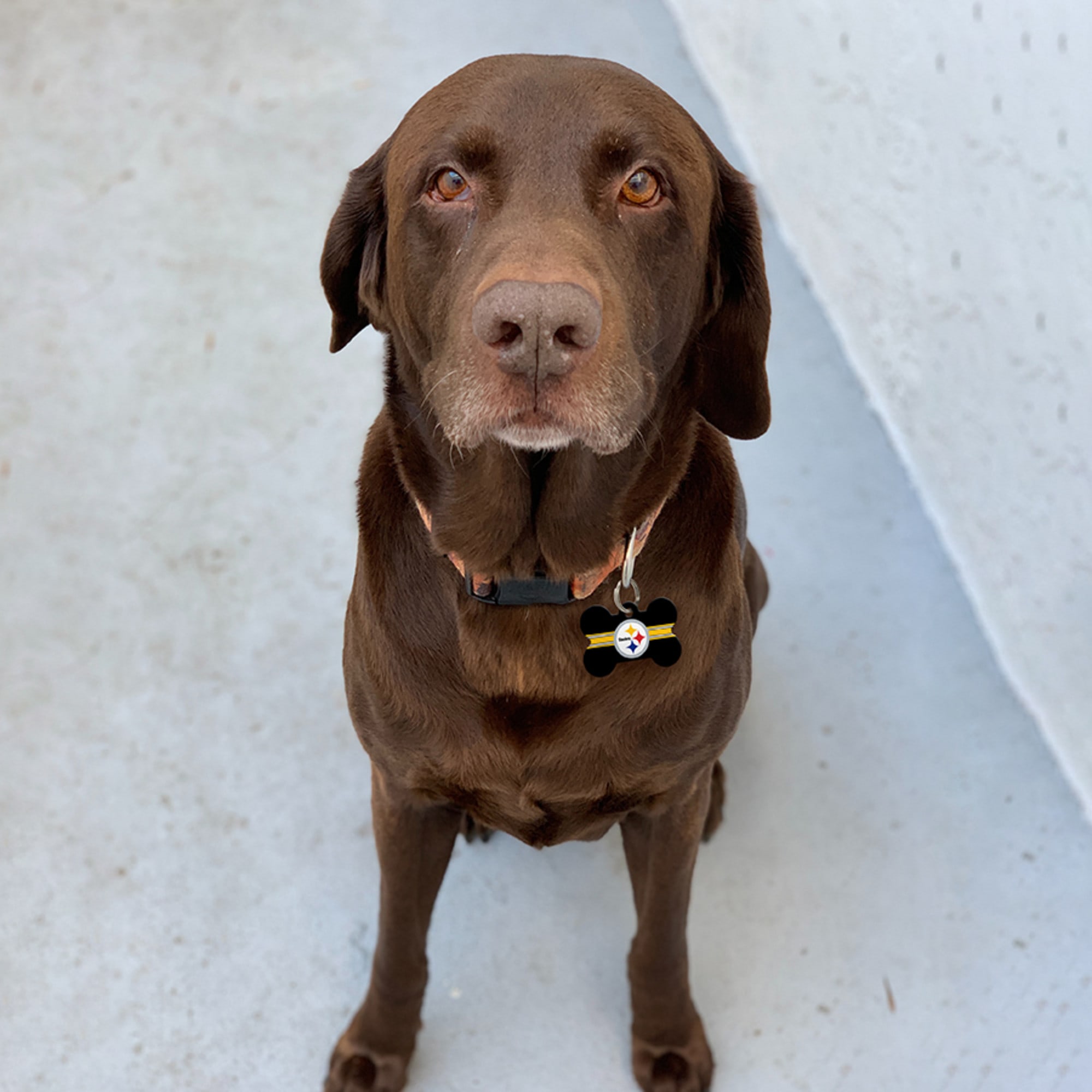 : GoTags Personalized Pittsburgh Steelers Dog Tag, Brass Metal  Bone Shape Pet ID Tag Engraved with Name and Custom Text, Every NFL  Football Team Pet Apparel (Large) : Sports & Outdoors