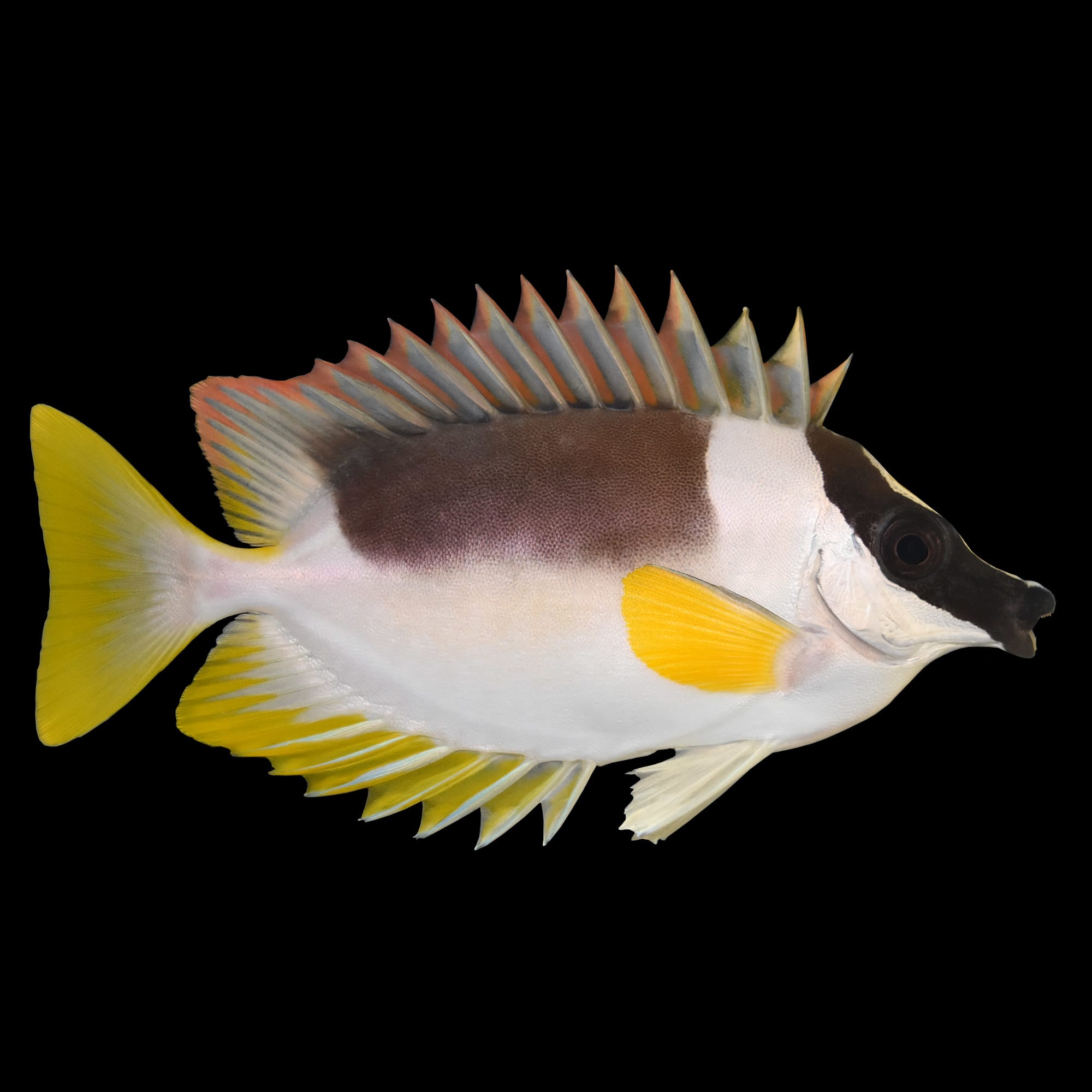 Magnificent Foxface For Sale Order Online Petco