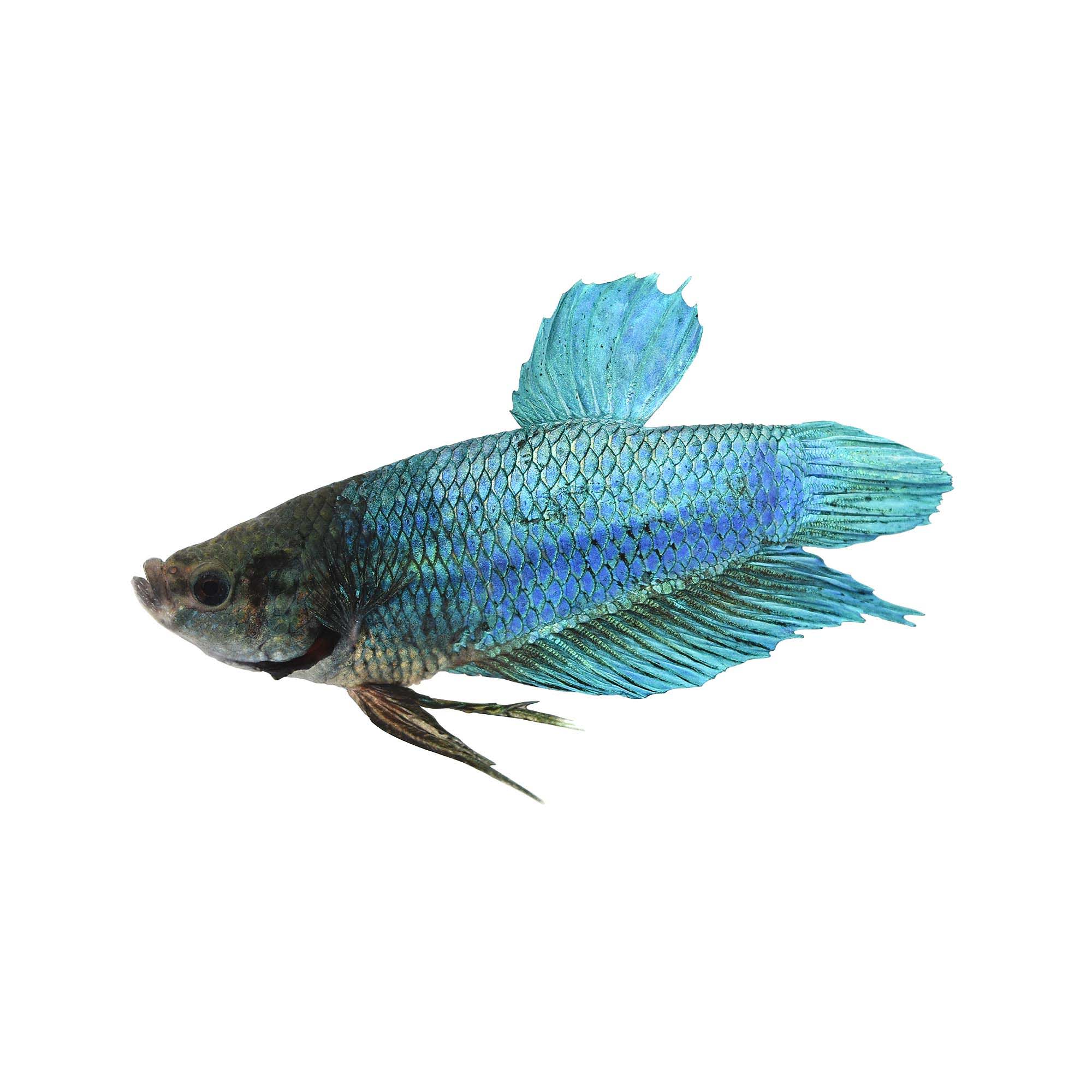 Male King Betta Fish | Petco