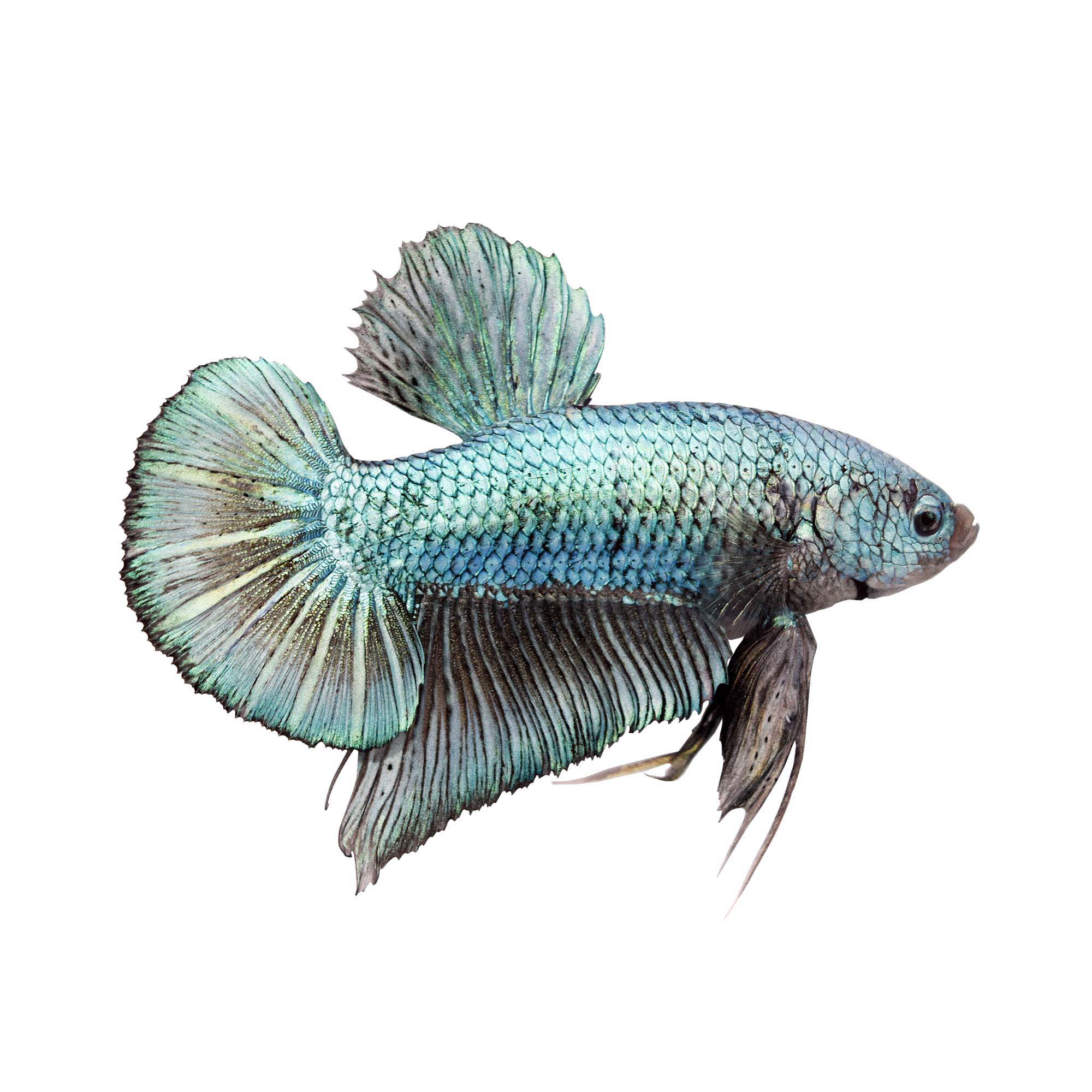 Male Halfmoon Plakat Betta Fish | Petco