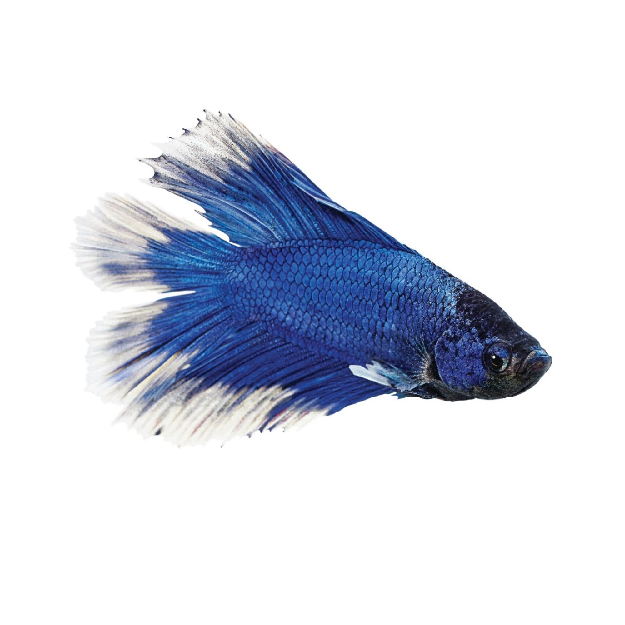 Double tail deals betta fish