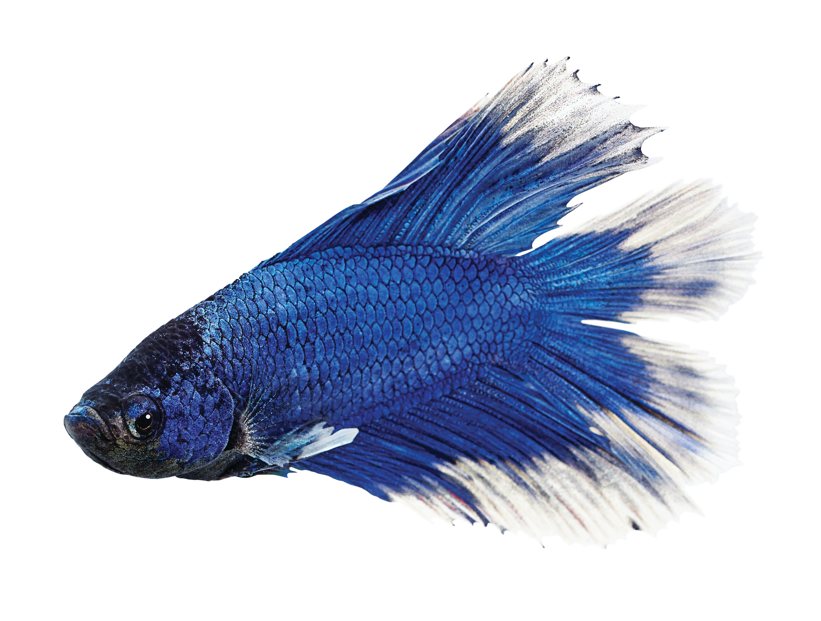 Male Doubletail Bettas for Sale Order Online Petco