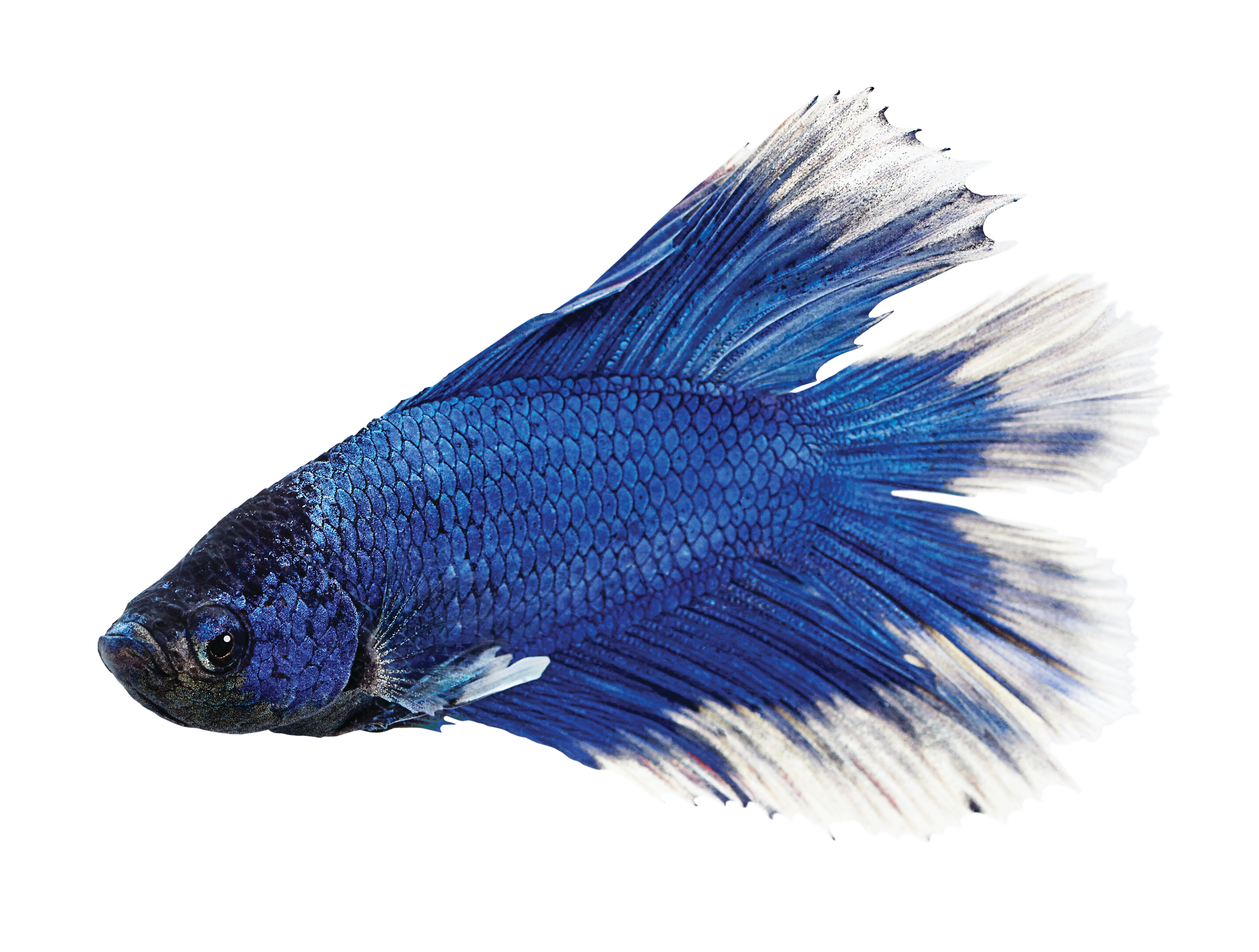 Types Of Betta Fish By Tail Colors Patterns W Pictures