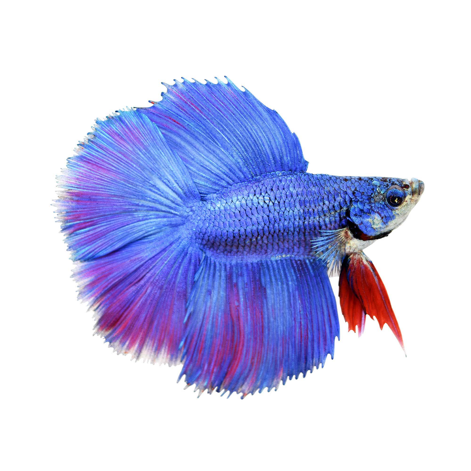 petco king betta