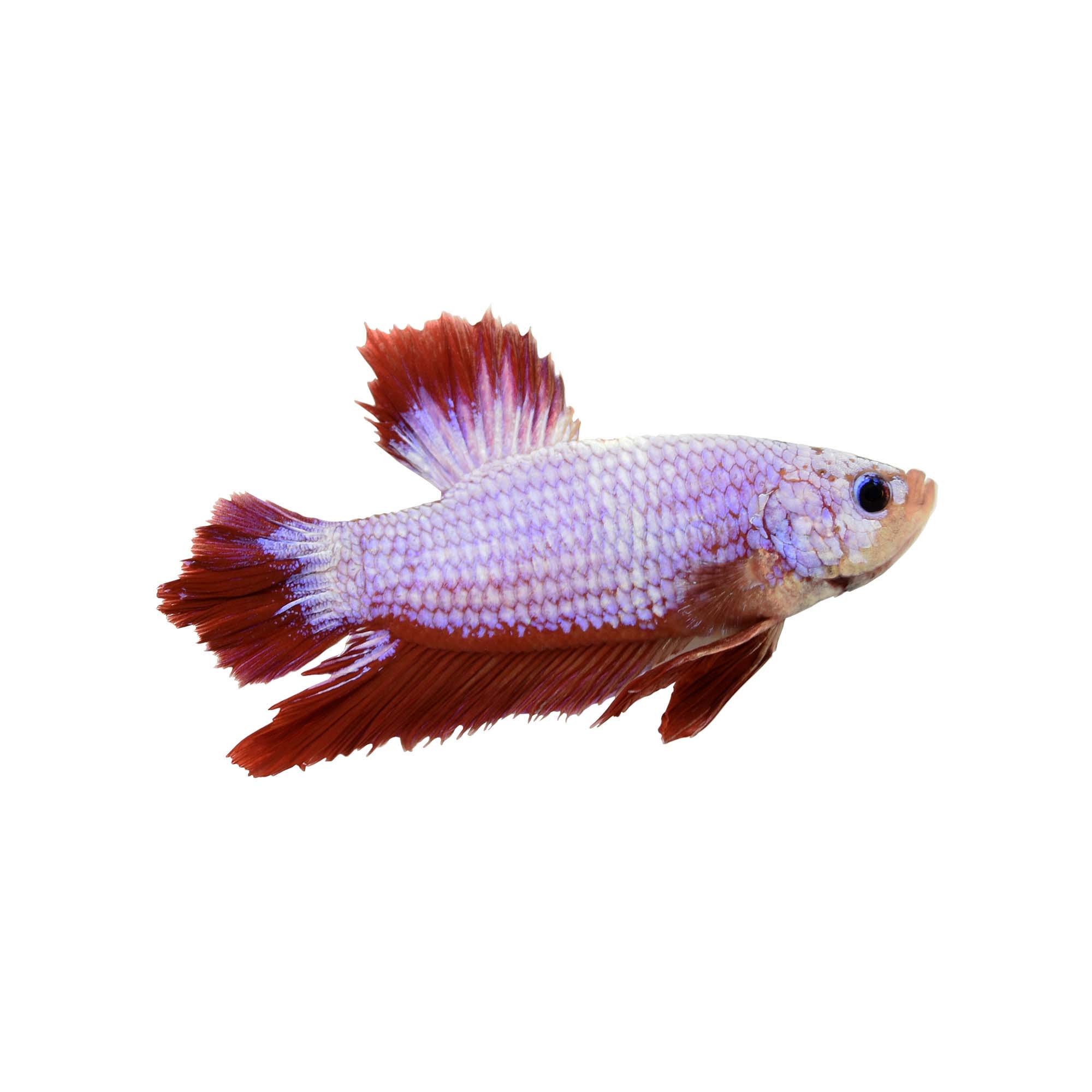 Plakat Betta Fish Petco