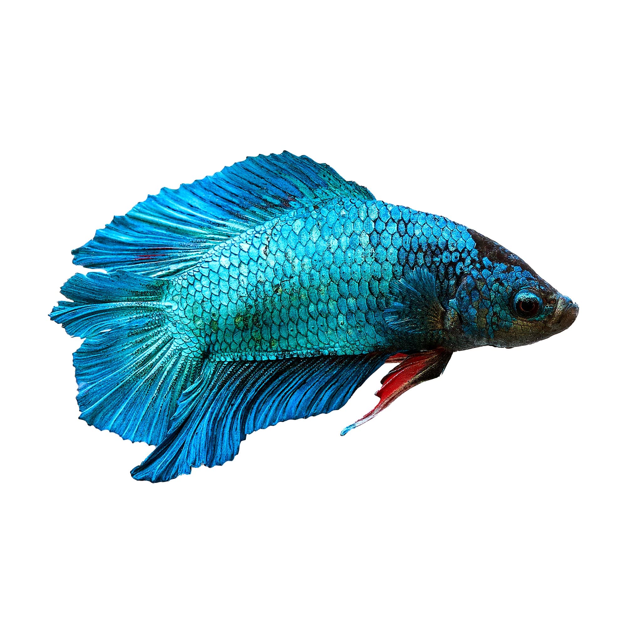 Male Halfmoon Doubletail Plakat Betta splendens) |