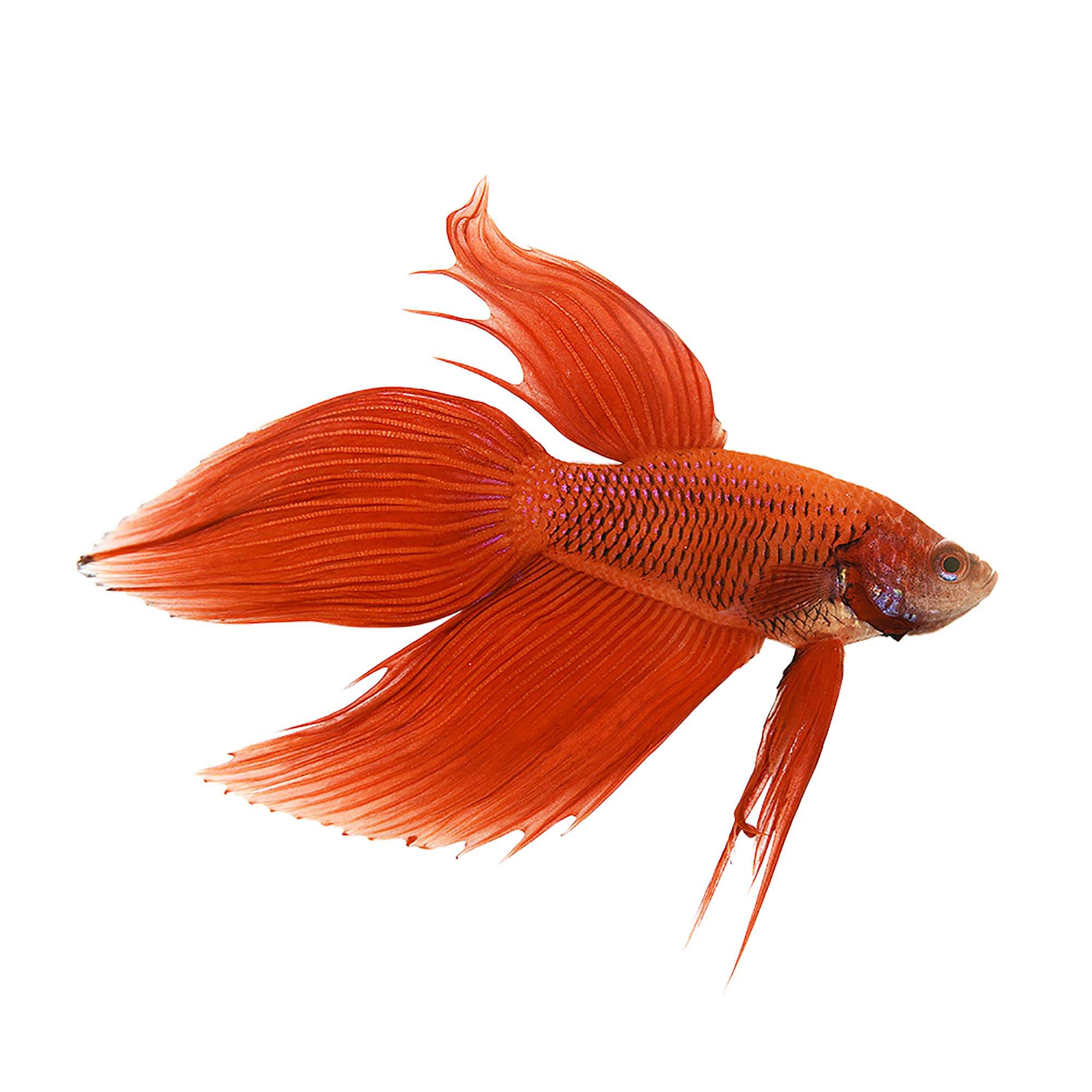 all red betta fish