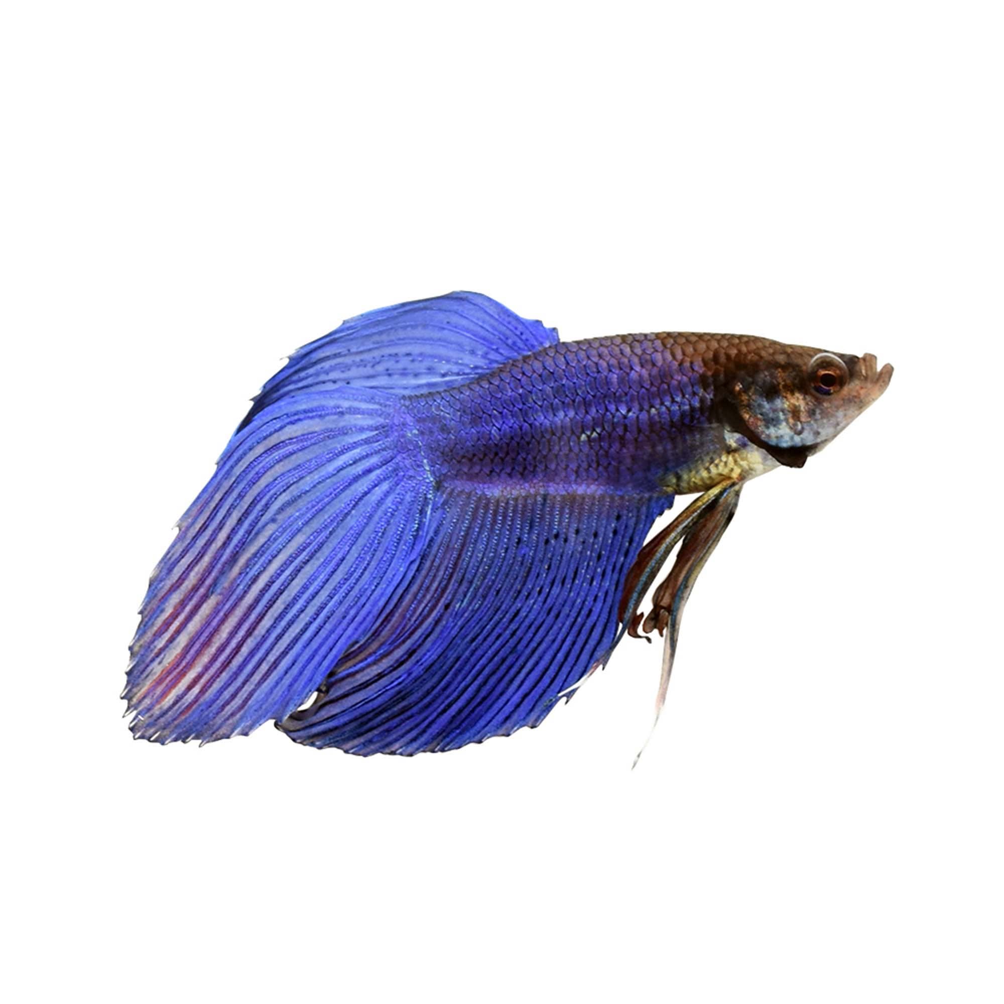 Blue Male Veiltail Betta for Sale: Order Online | Petco