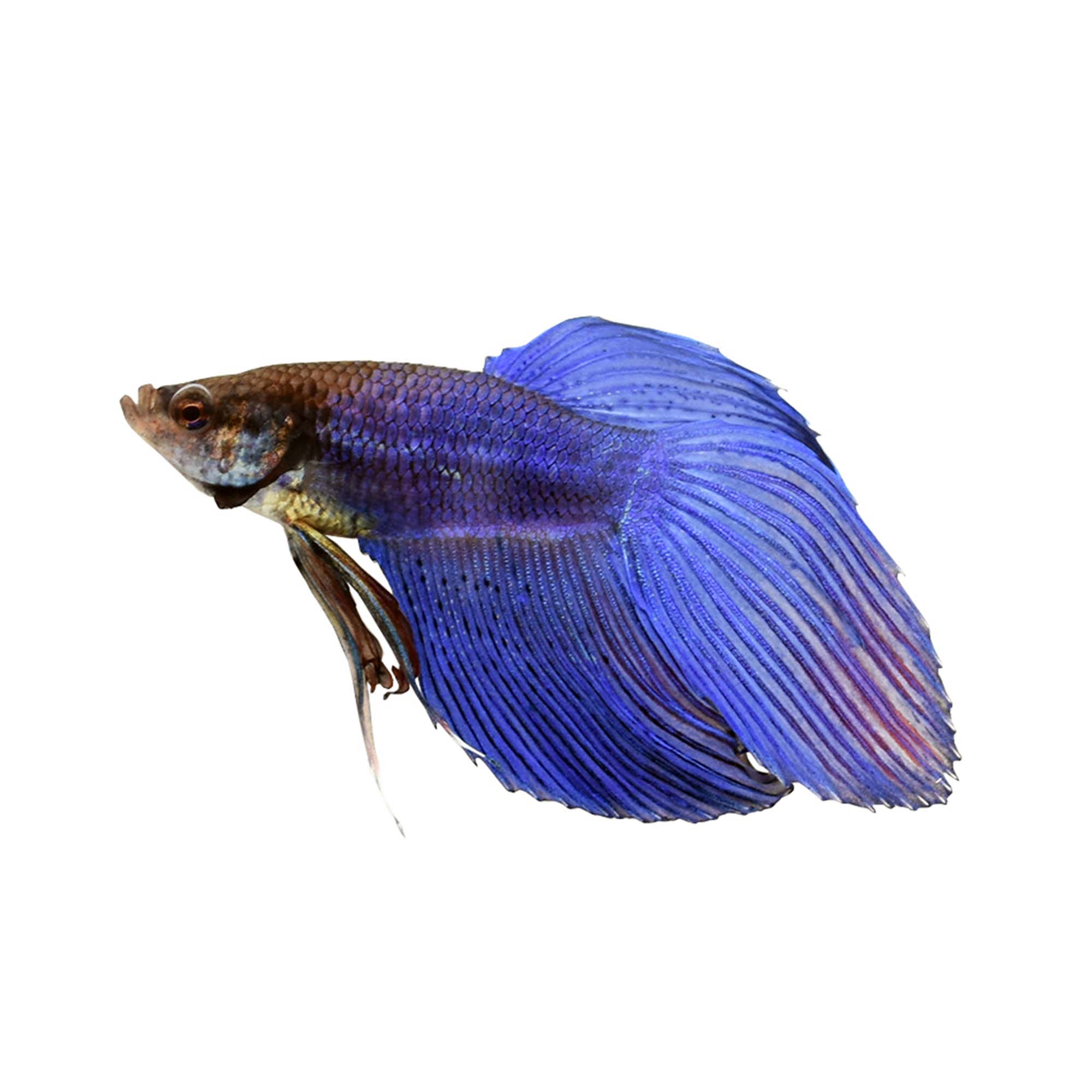 Blue Male Veiltail Betta For Sale Order Online Petco