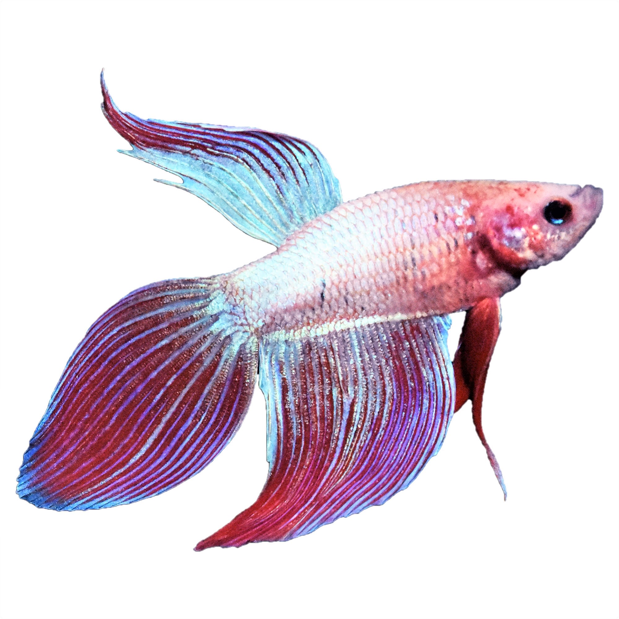 Betta veiltail hot sale male care